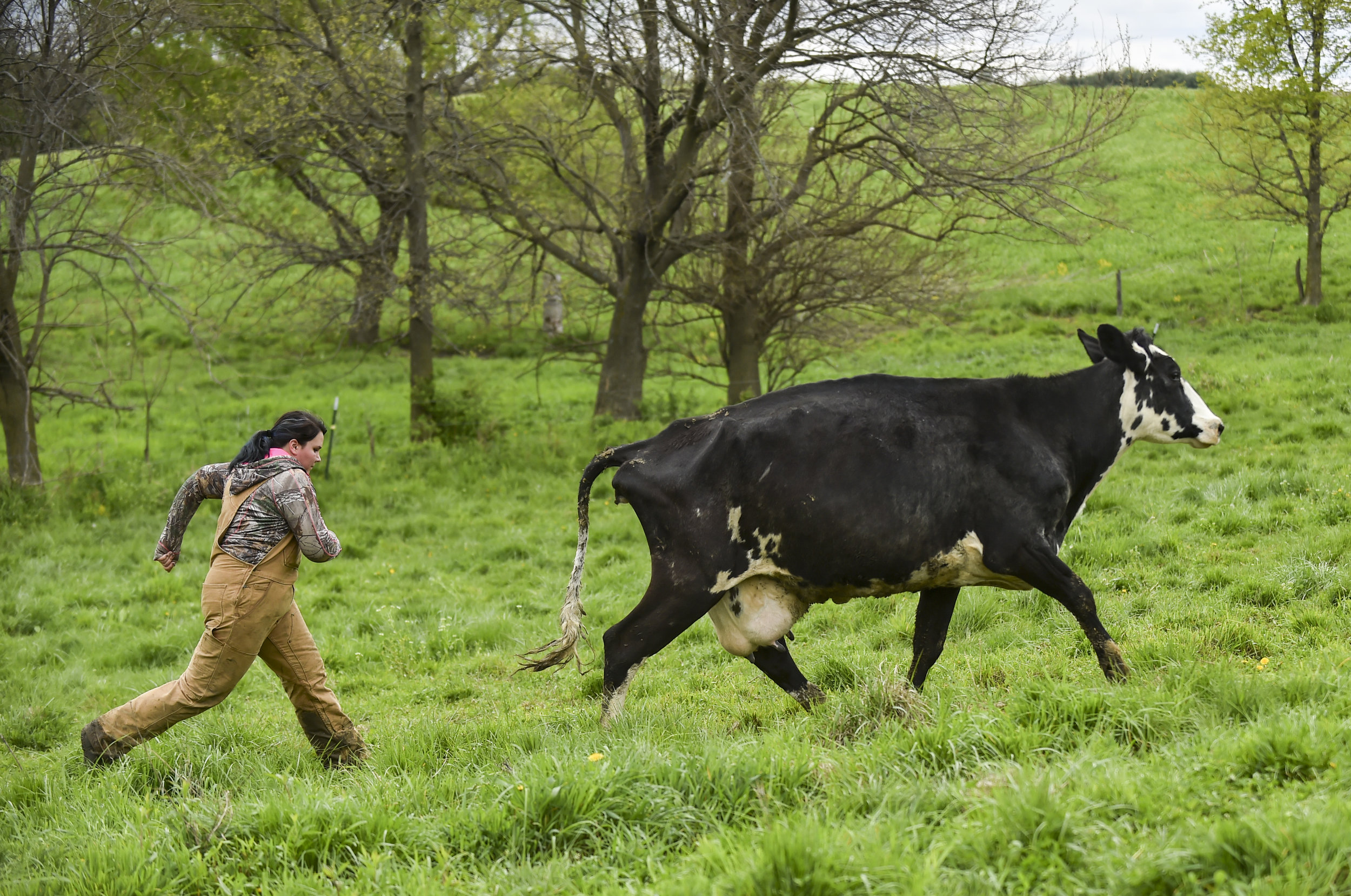  Julia DePauw chases a stubborn cow that didn't want to come back for milking at Trinity Acres Saturday, May 11, in Port Byron. 