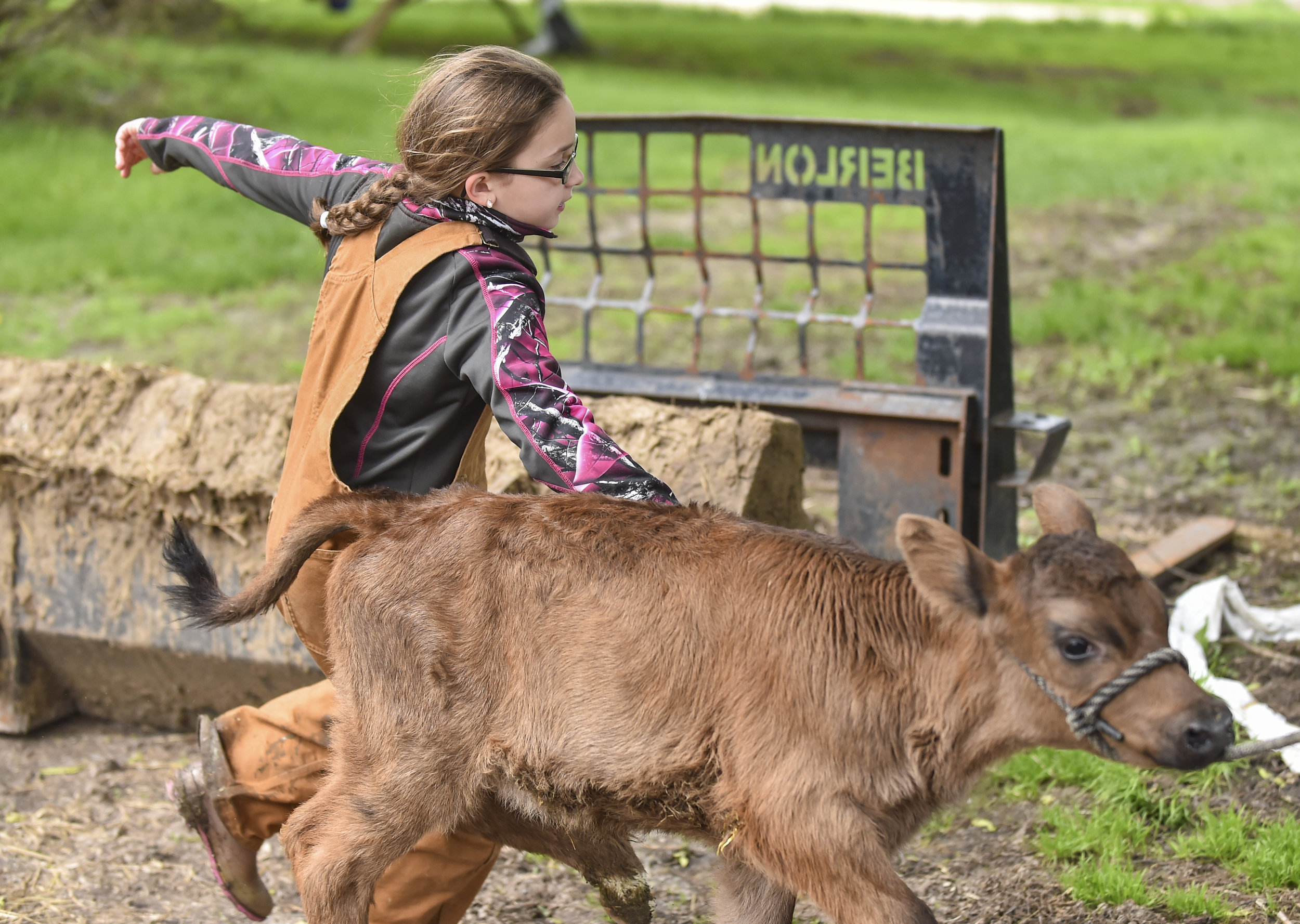  Myranda tries to get her calf to walk into a halter at Trinity Acres May 11 in Port Byron. 