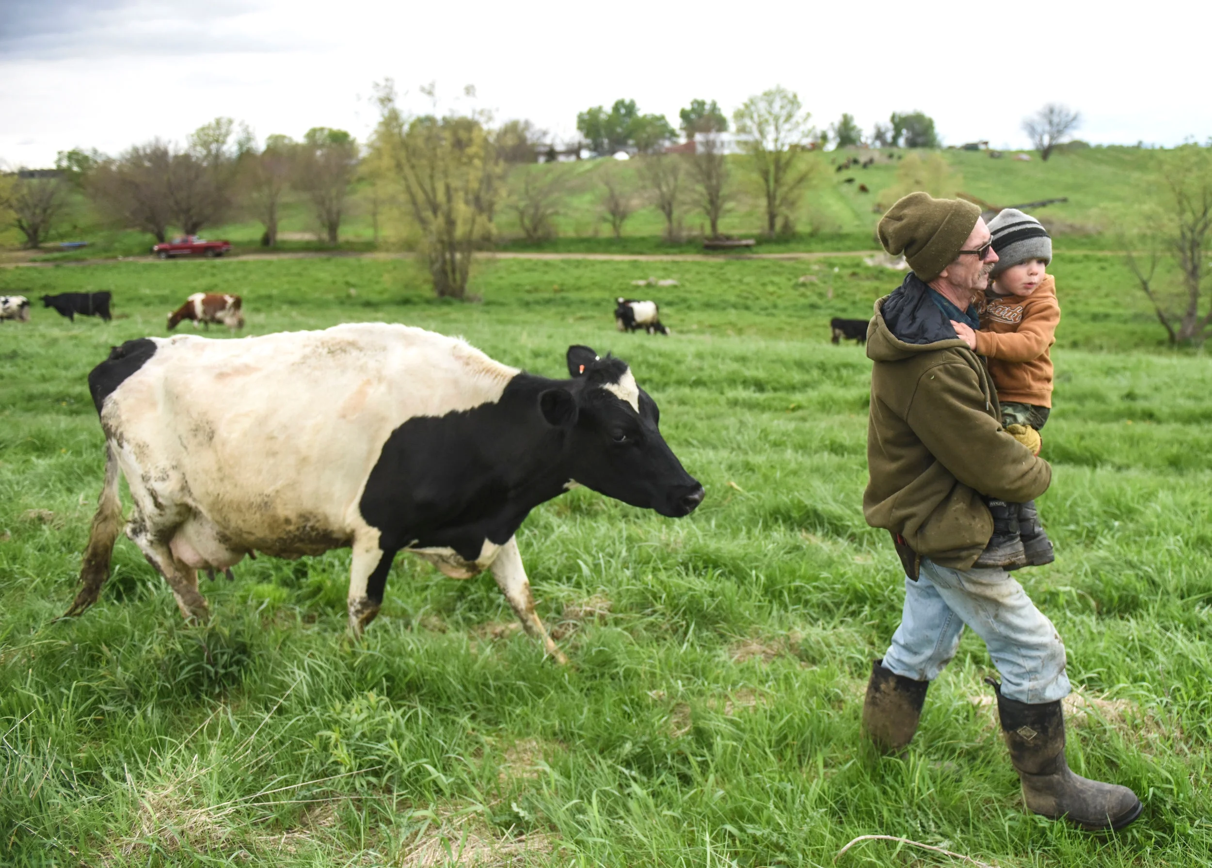 Bob DePauw and his grandson, Theo DePauw, herd a cow back toward the farm May 11 in Port Byron. Theo often tags along on chores with his grandfather, whether it's walking through fields or in the back of a tractor.
