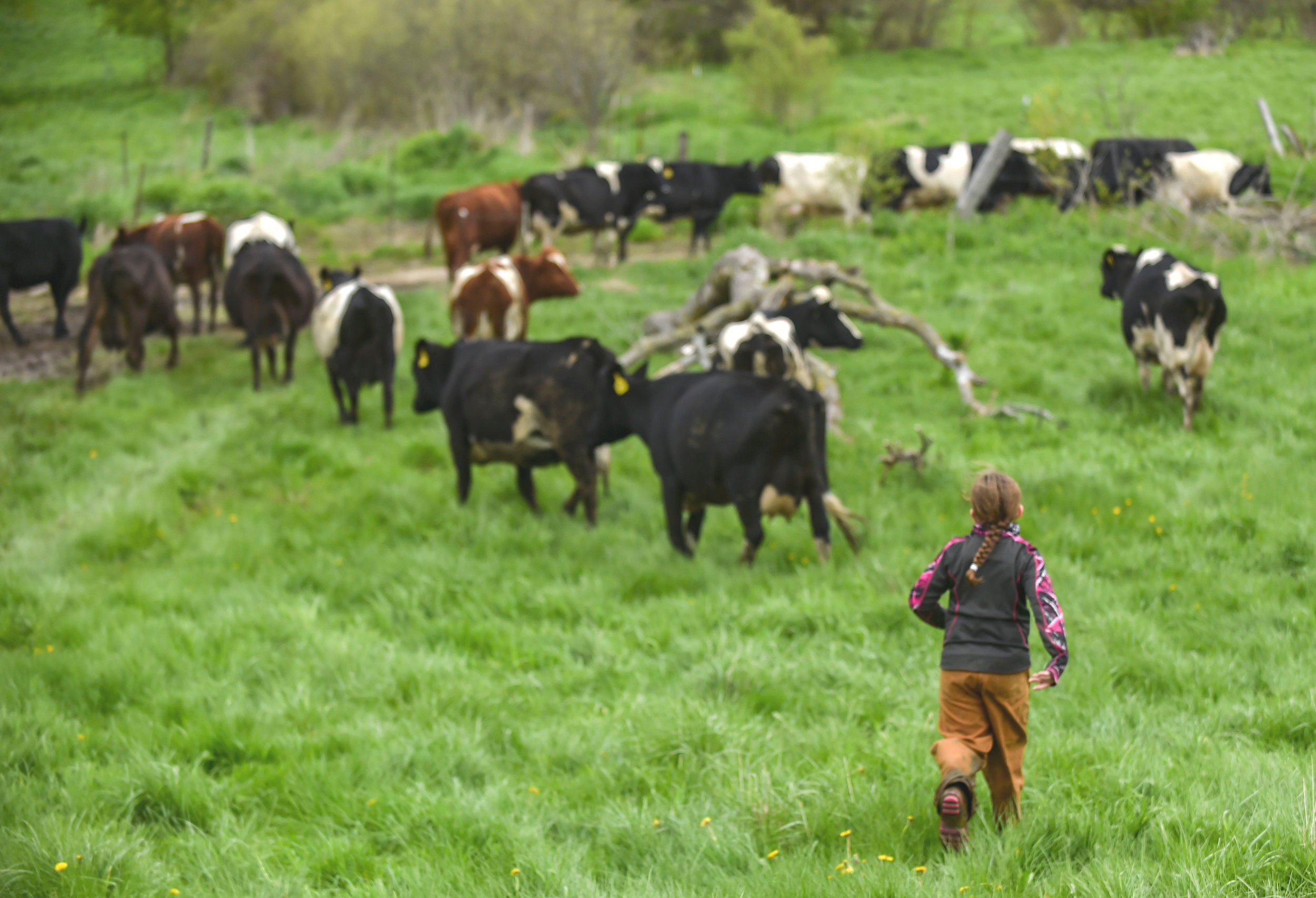  Myranda runs after cows to bring them in for their final milking May 11 in Port Byron. 
