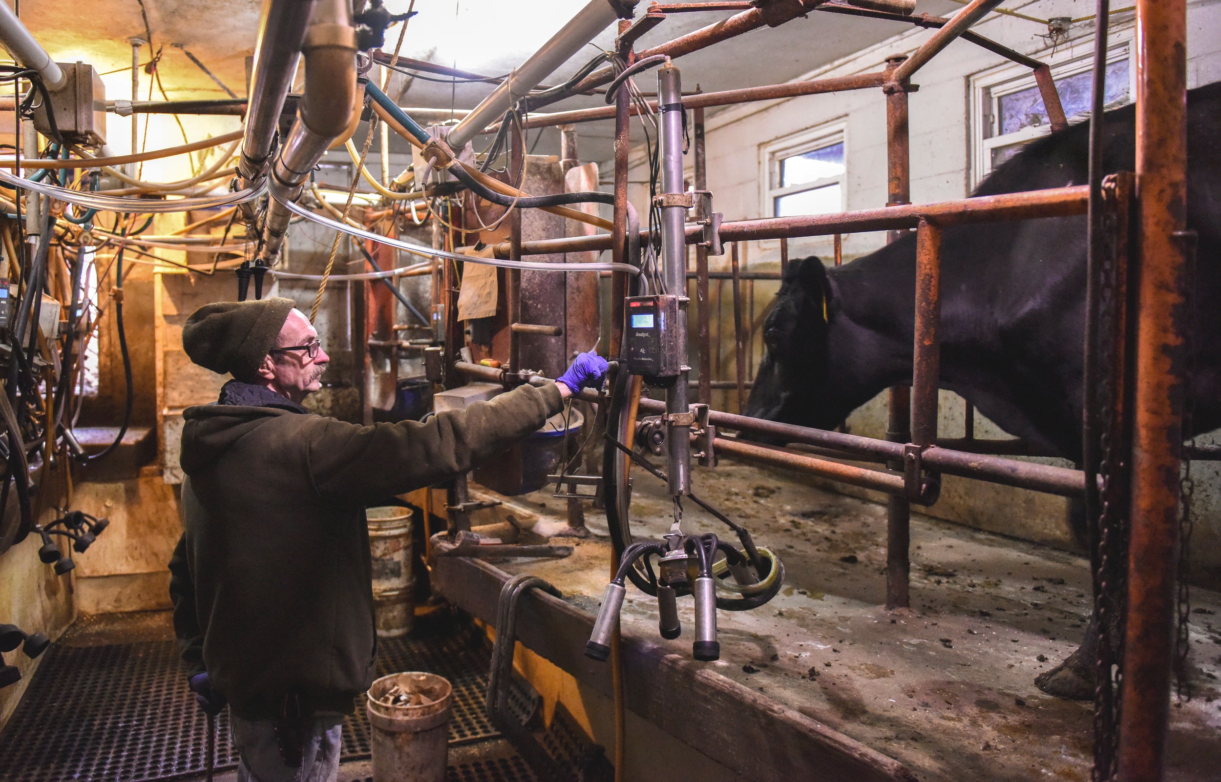  Bob DePauw brings in his cows for their first round of milking in the milking parlor Saturday, May 11, in Port Bryon. Twice a day the cows at Trinity Acres are milked. Bob knows the cows' preferences, such as which stall they prefer and whether they