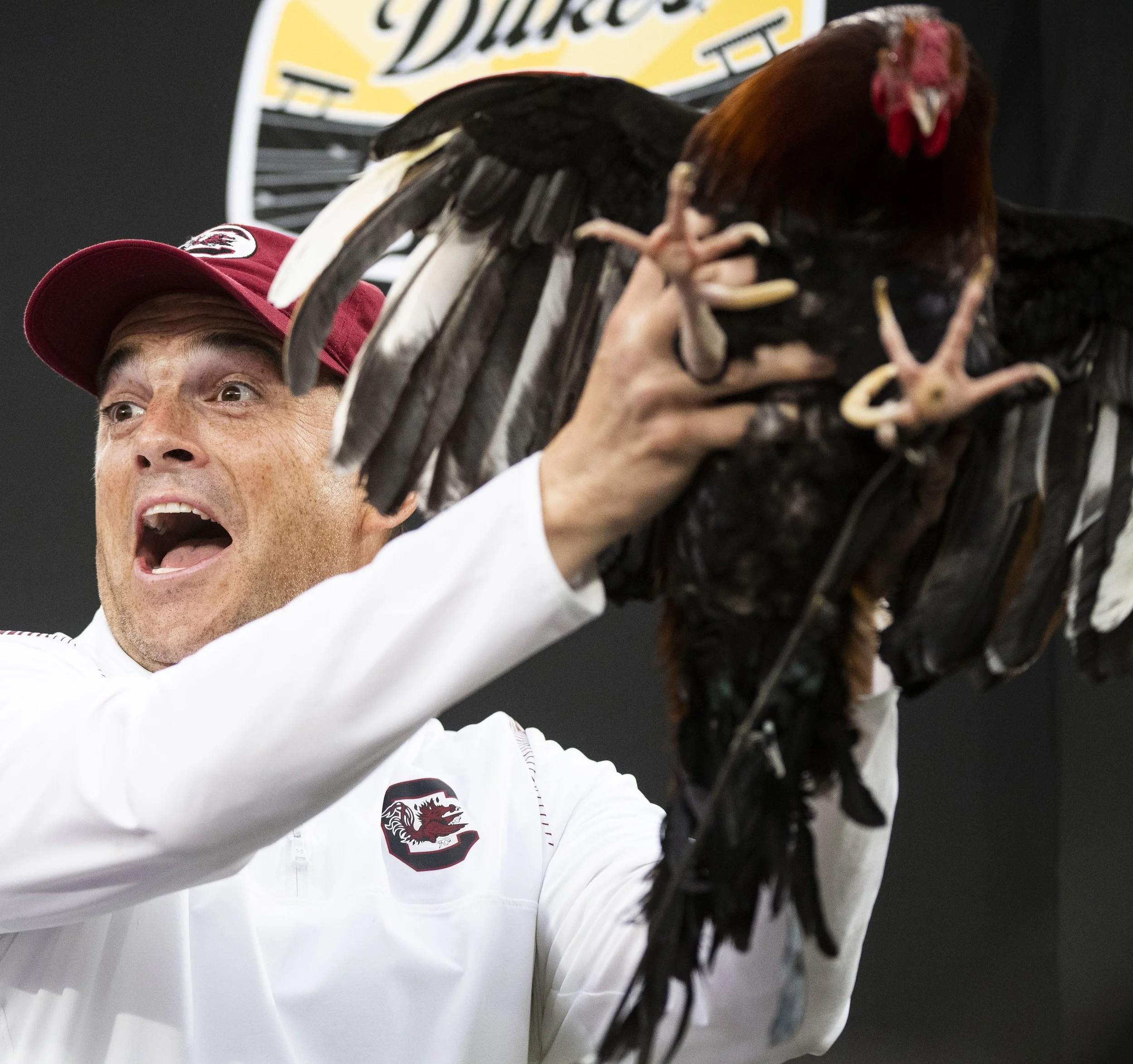  South Carolina Gamecocks’ Head Football Coach Shane Beamer celebrates with Sir Big Spur V. University of South Carolina mascot after winning against North Carolina Tar Heels after the Duke’s Mayo Bowl at Bank of America Stadium in Charlotte. 