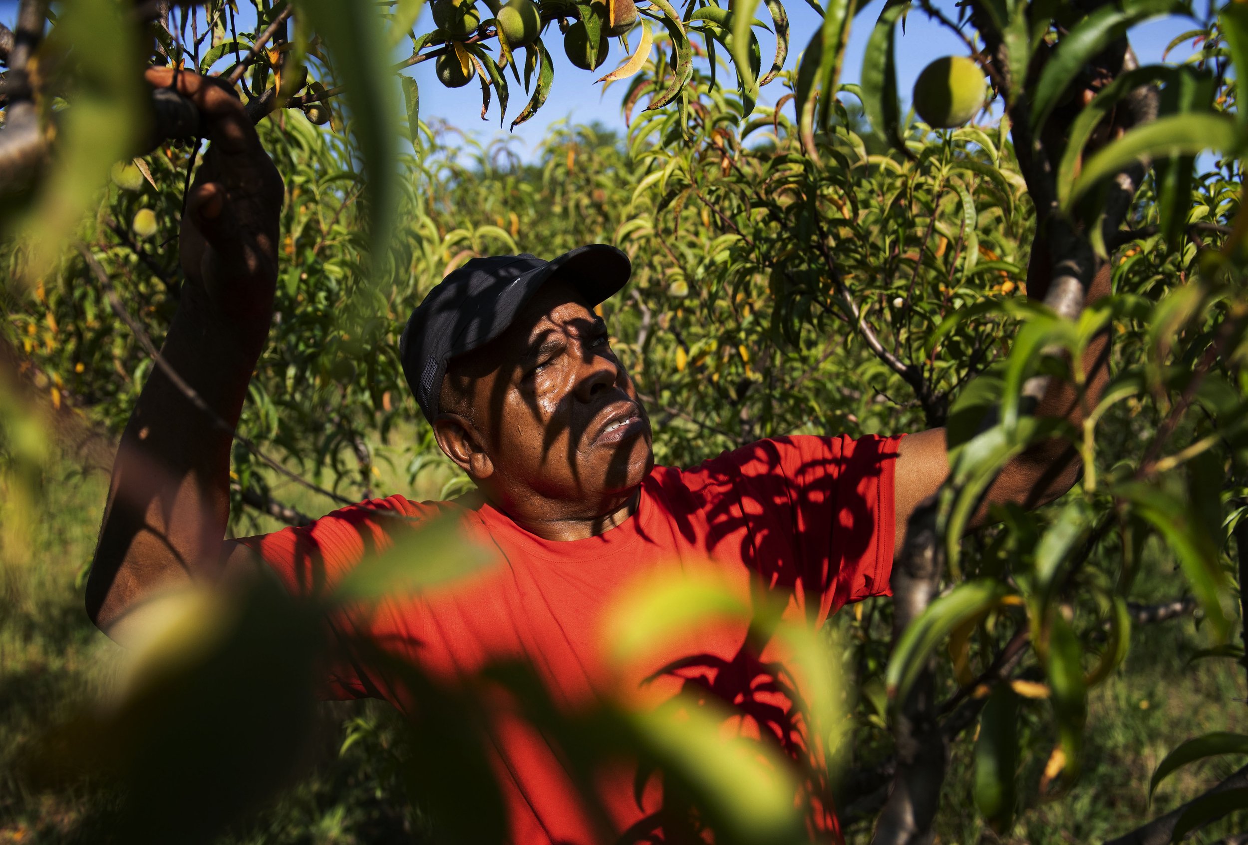  Robert Jackson looks through his peach trees on his farm in Lyman, Sunday, May 15, 2022.  