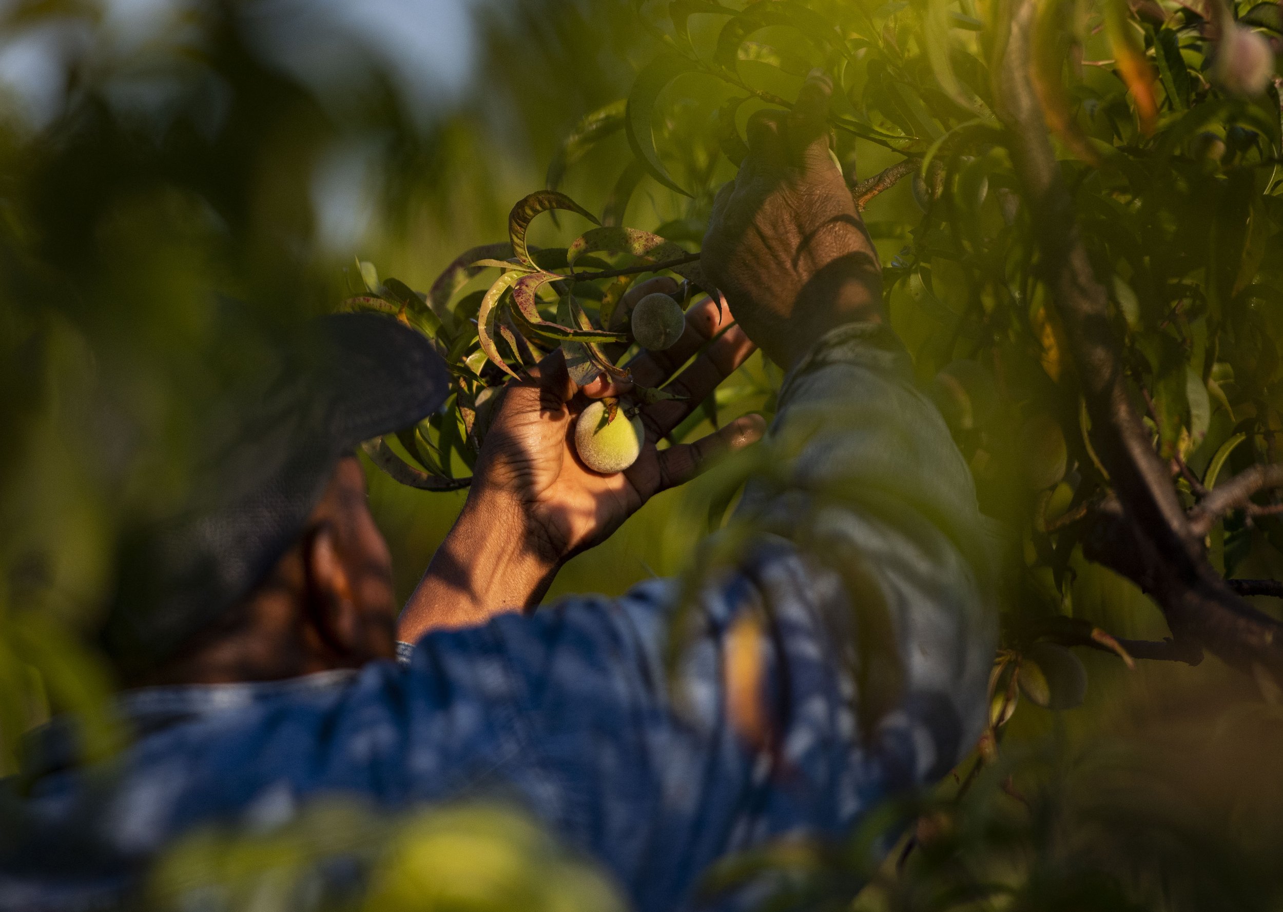  Robert Jackson, of Jackson Farms II, thins a peach tree on the farm in Lyman, SC, Wednesday, May 18, 2022.  