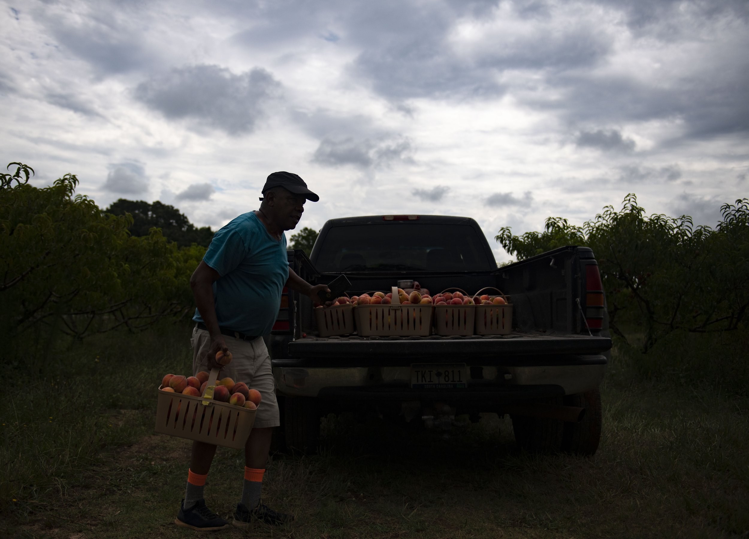  Robert Jackson carries a basket full of peaches to the back of his truck at Jackson Farms II, in Lyman, Friday, July 1, 2022.  