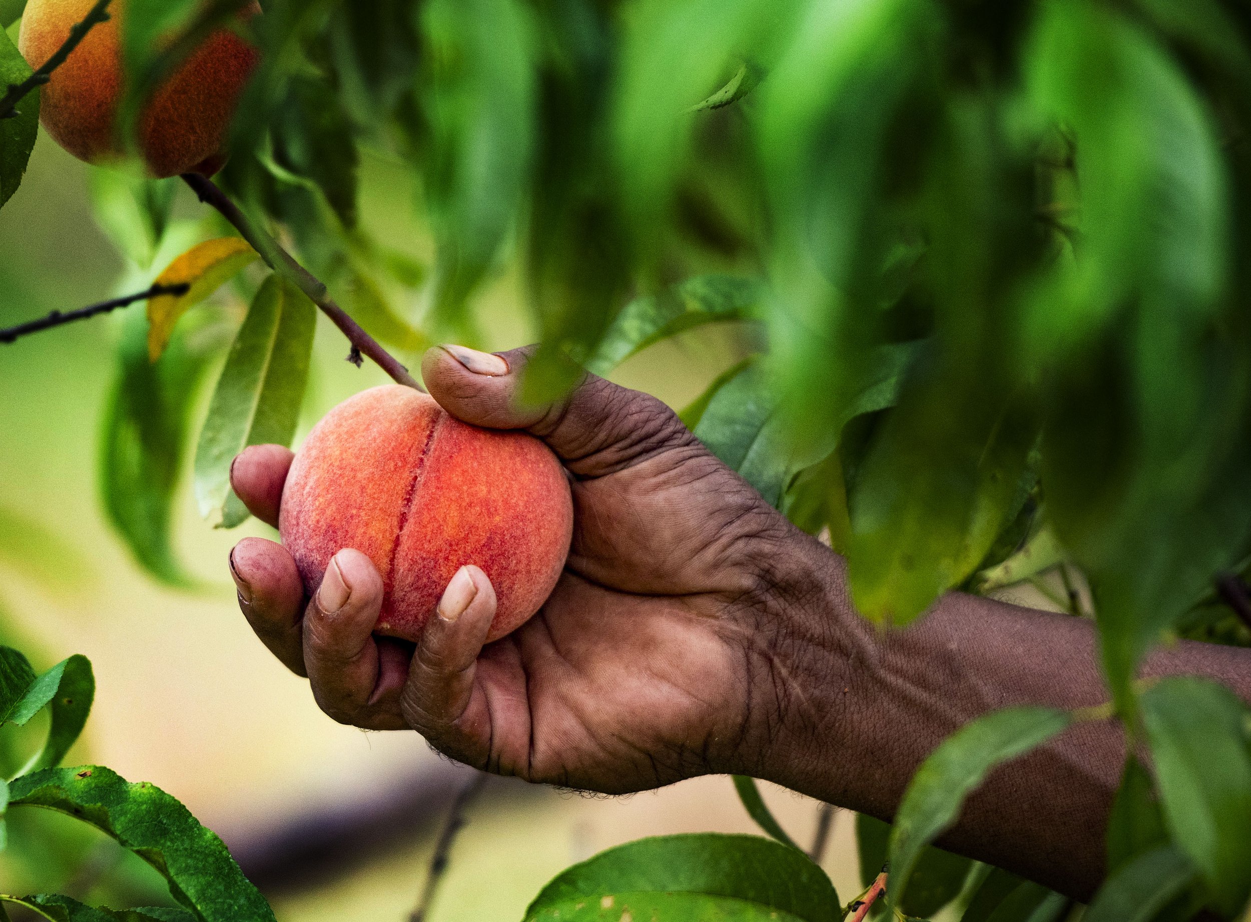  Robert Jackson picks a peach from one of the trees on his farm, in Lyman, Friday, July 1, 2022.  