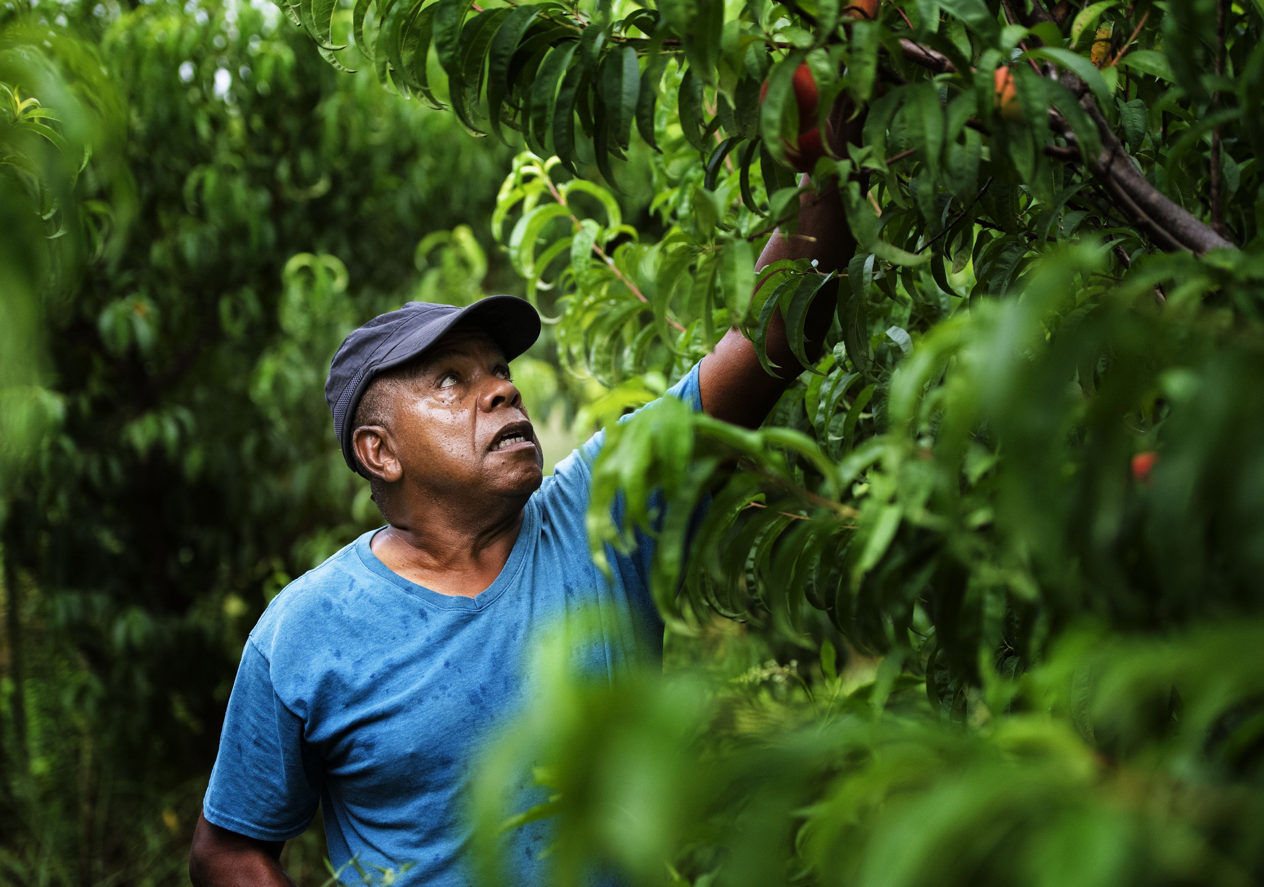  Robert Jackson picks a peach from one of the trees on his farm, in Lyman, Friday, July 1, 2022.  