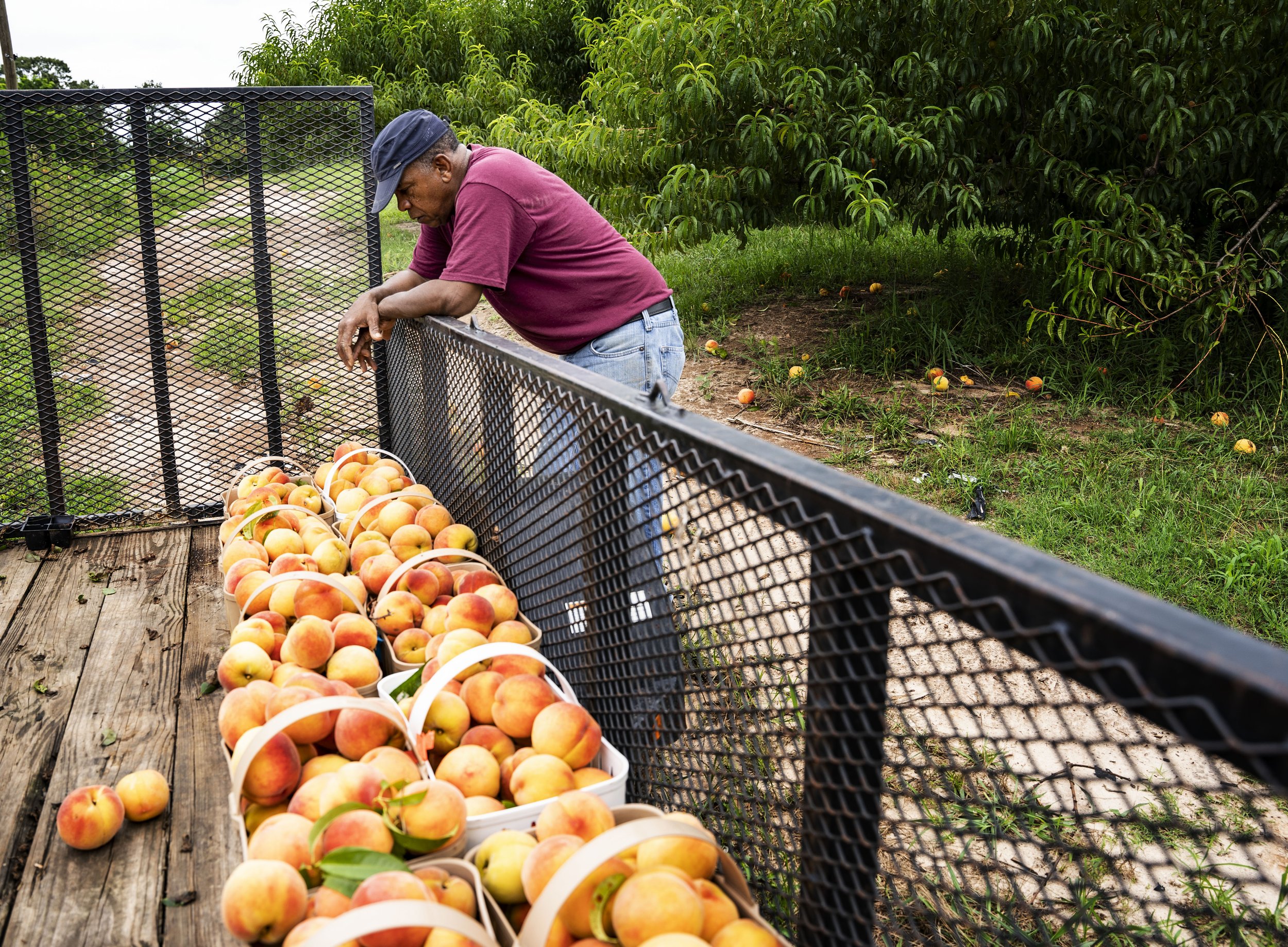  Robert Jackson takes a moment to himself after collecting peaches on his farm in Lyman, Monday July 11, 2022.  