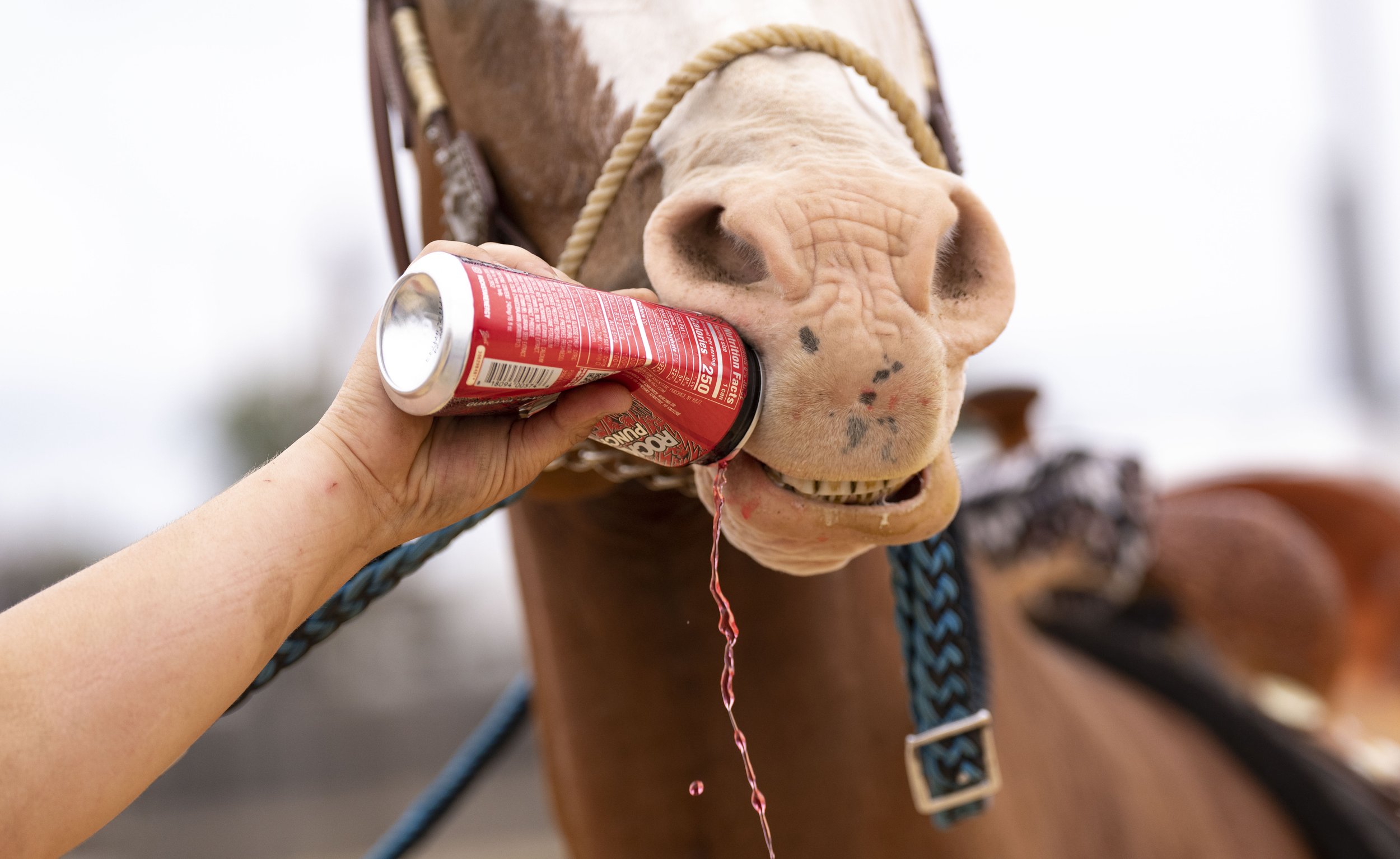  A horse is given a sip of a drink during a practice at the Show Place Arena, in Upper Marlboro, MD. 