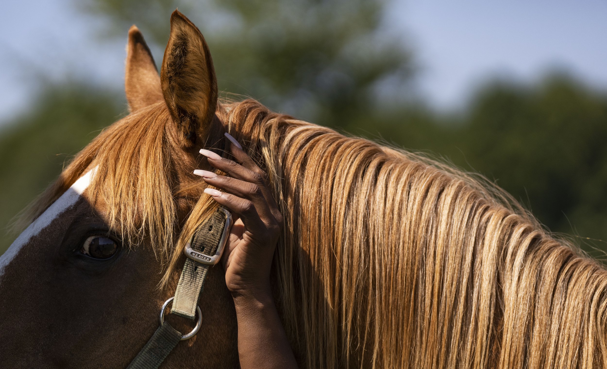  Sandra "Pinky" Dorsey prepares her horse before practice at Oak Ridge Park in Hughesville. 