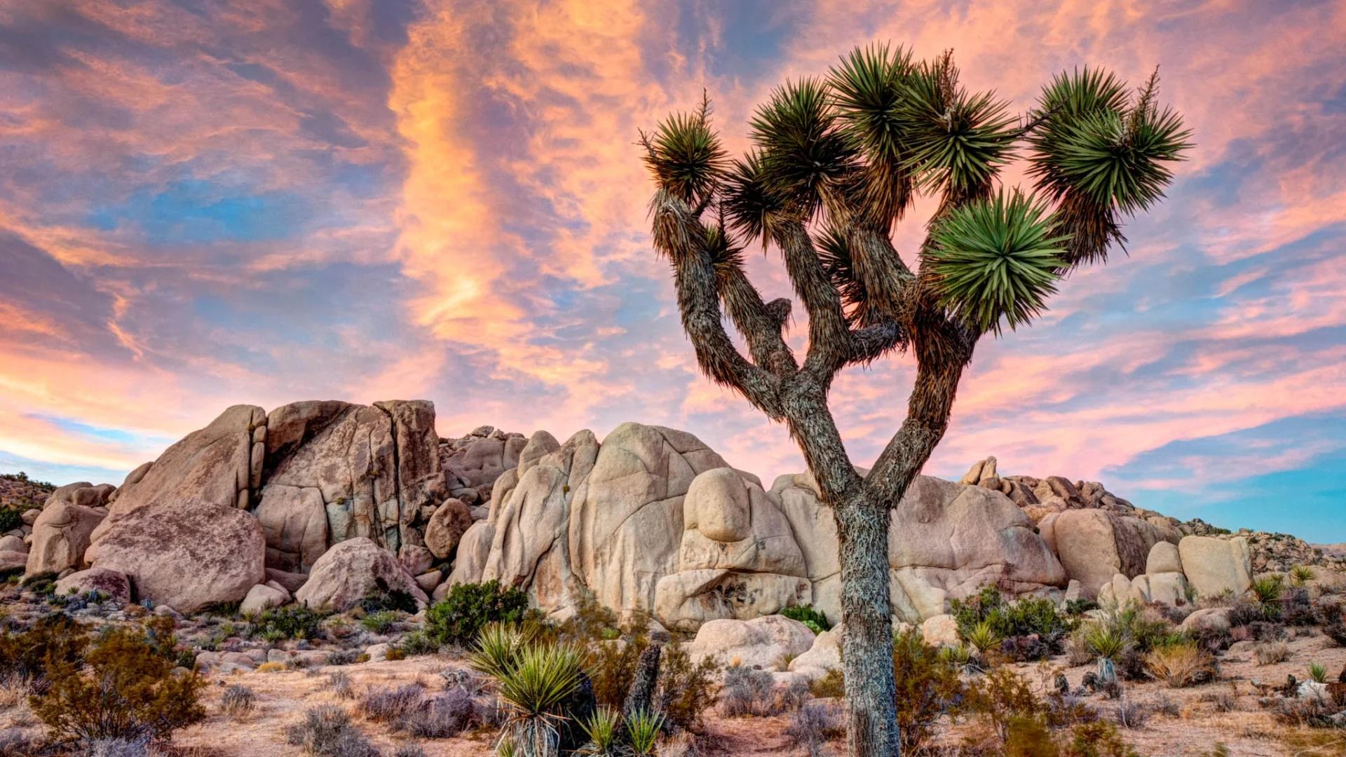 Joshua Tree.jpg