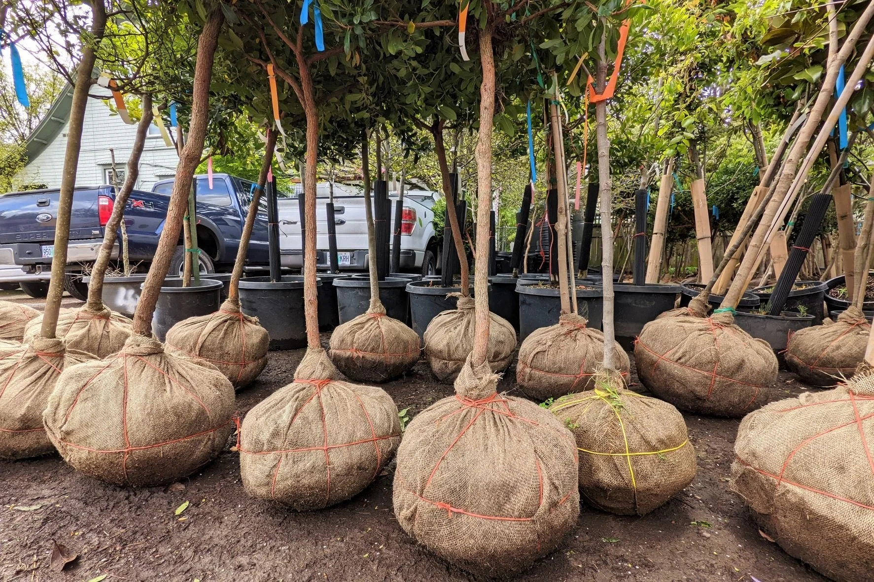 Balled and burlapped trees prepared for residential landscape planting