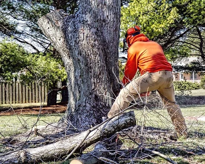 Tree removal professional cutting a large residential tree