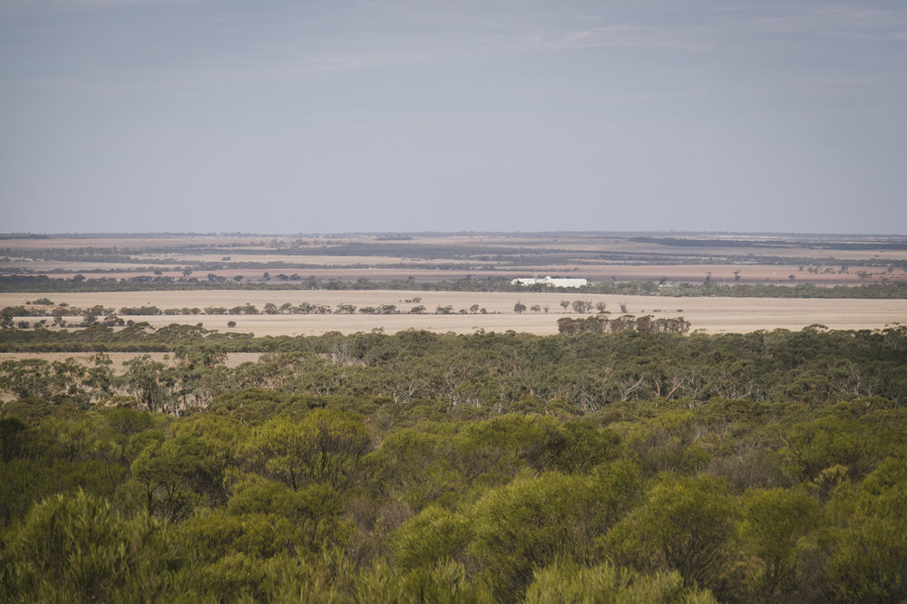 Angie Roe Photography Wheatbelt Rural Farm Landscape Seeding (13).jpg