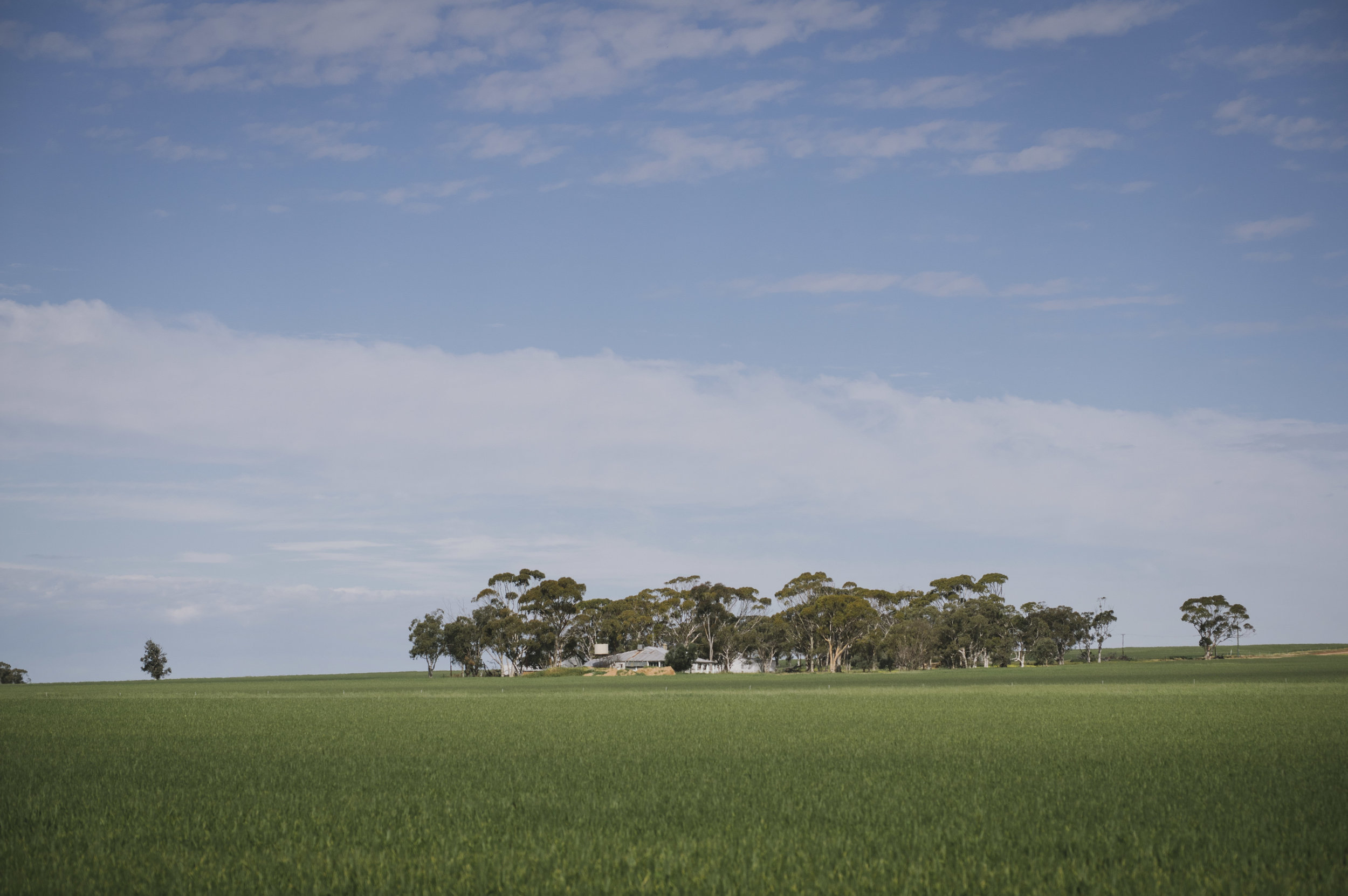 Angie Roe Photography Wheatbelt Avon Valley Farm Wedding (0).jpg