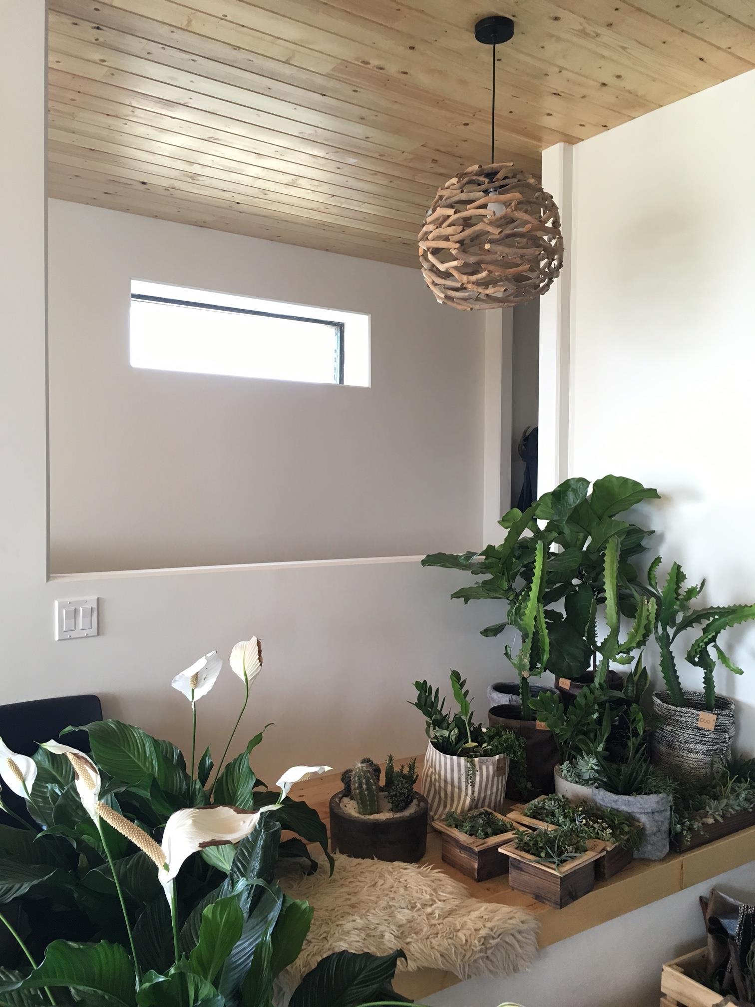 saskatoon plants.JPG