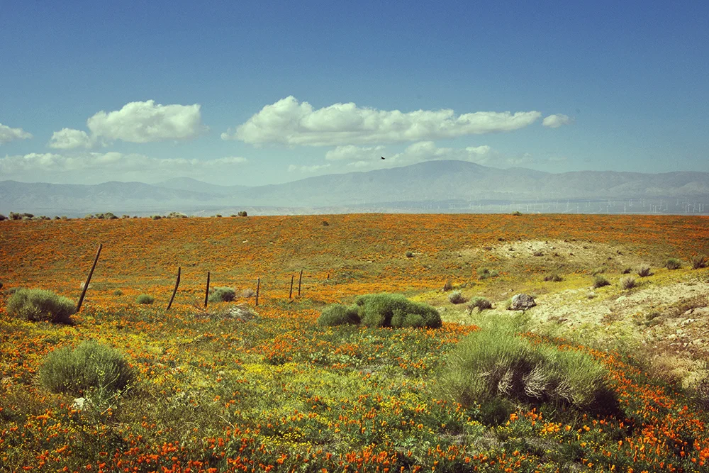 CaliforniaPoppy1.jpg