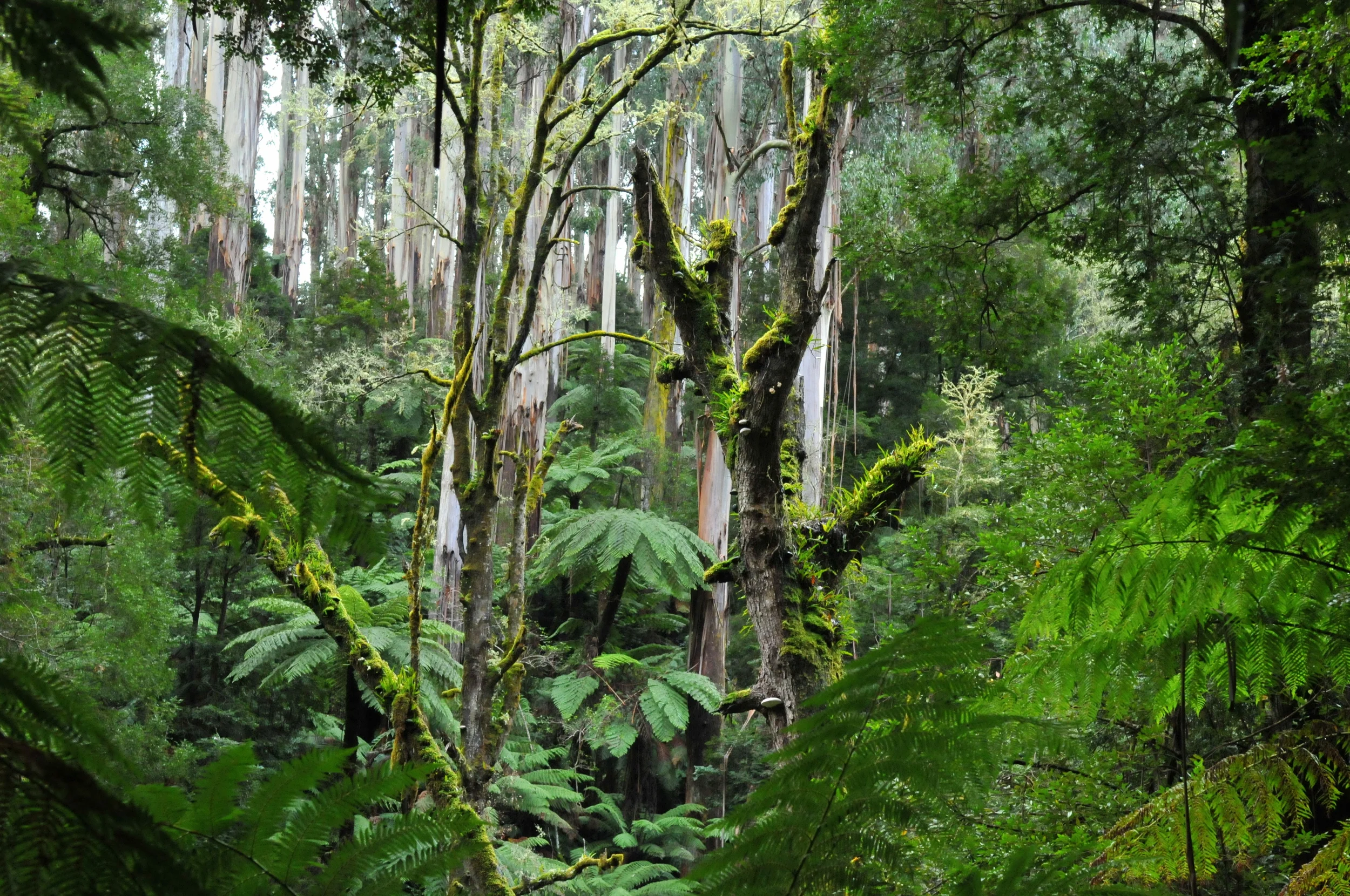 20110528_Tarra-Bulga_National_Park_-_Forest_near_Cyathea_Falls.jpg