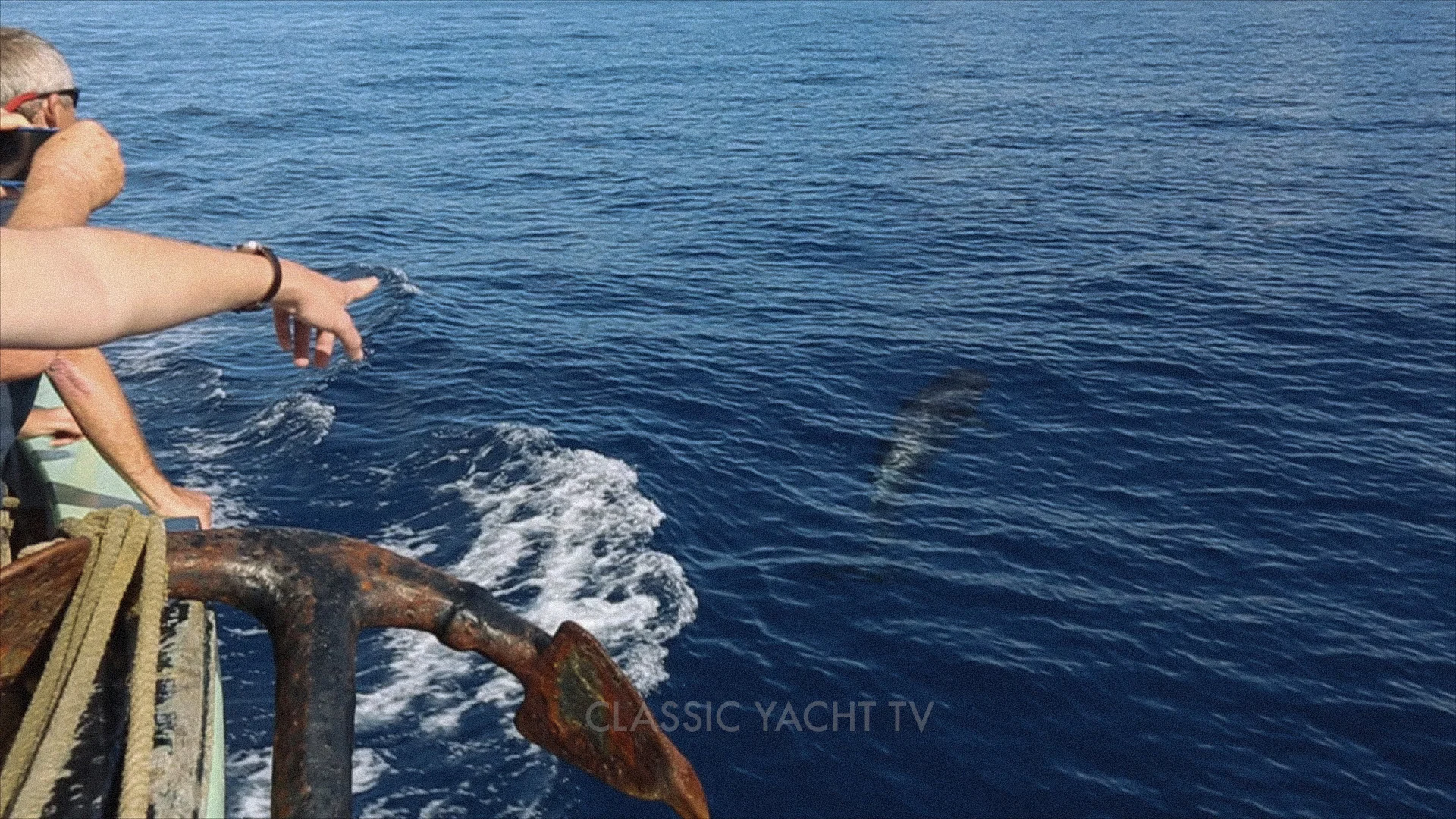 Pilot Whales BE0_CYTV.jpg