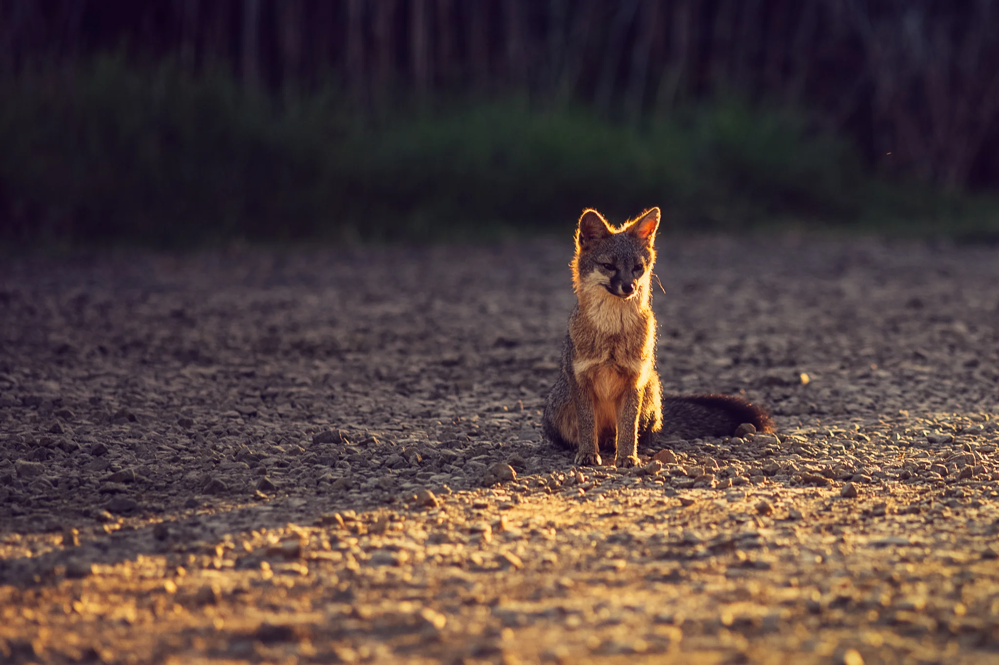 foxcalifornia-1.jpg