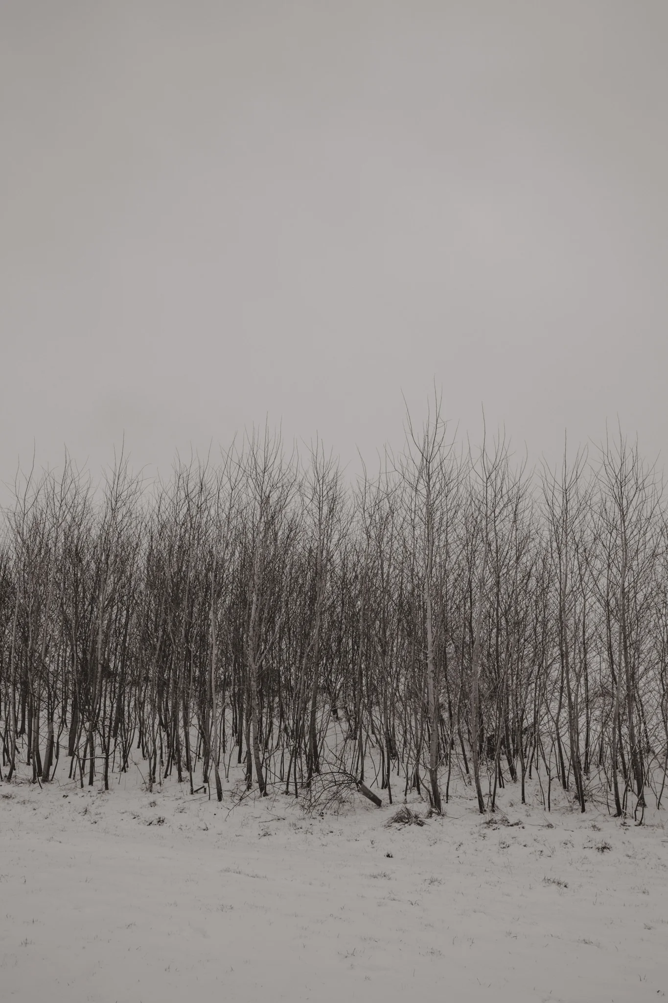 snow-5.jpg