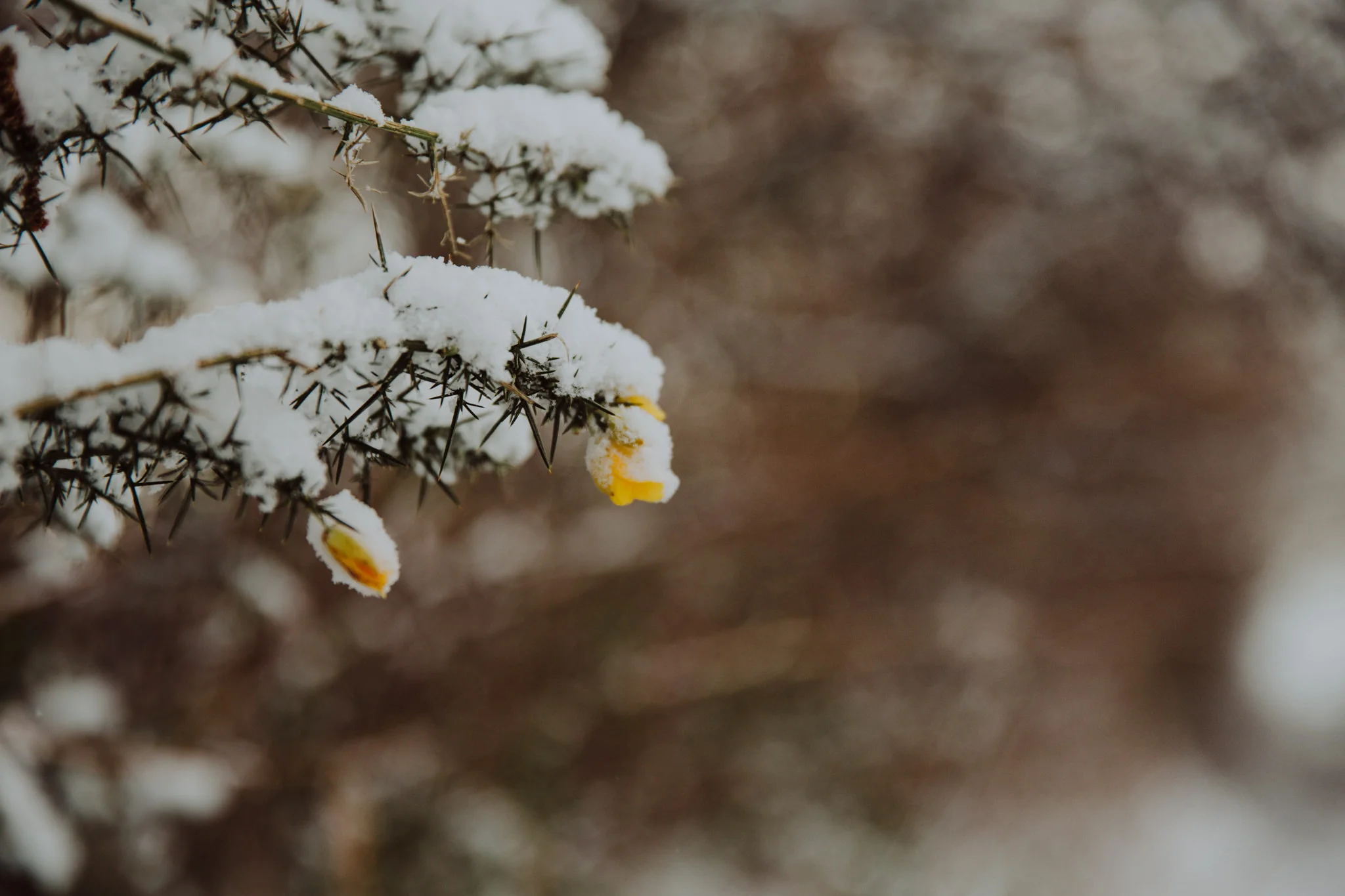 snow-6.jpg