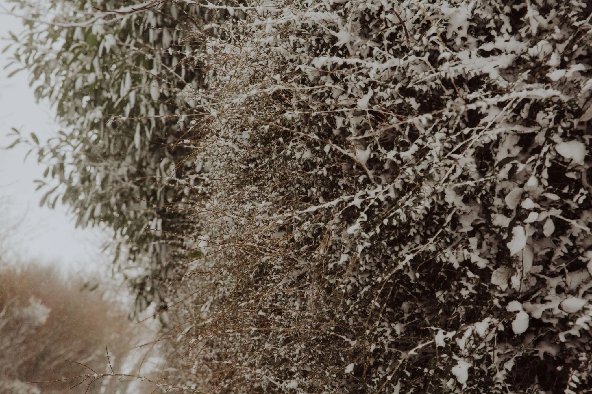 snow-14.jpg