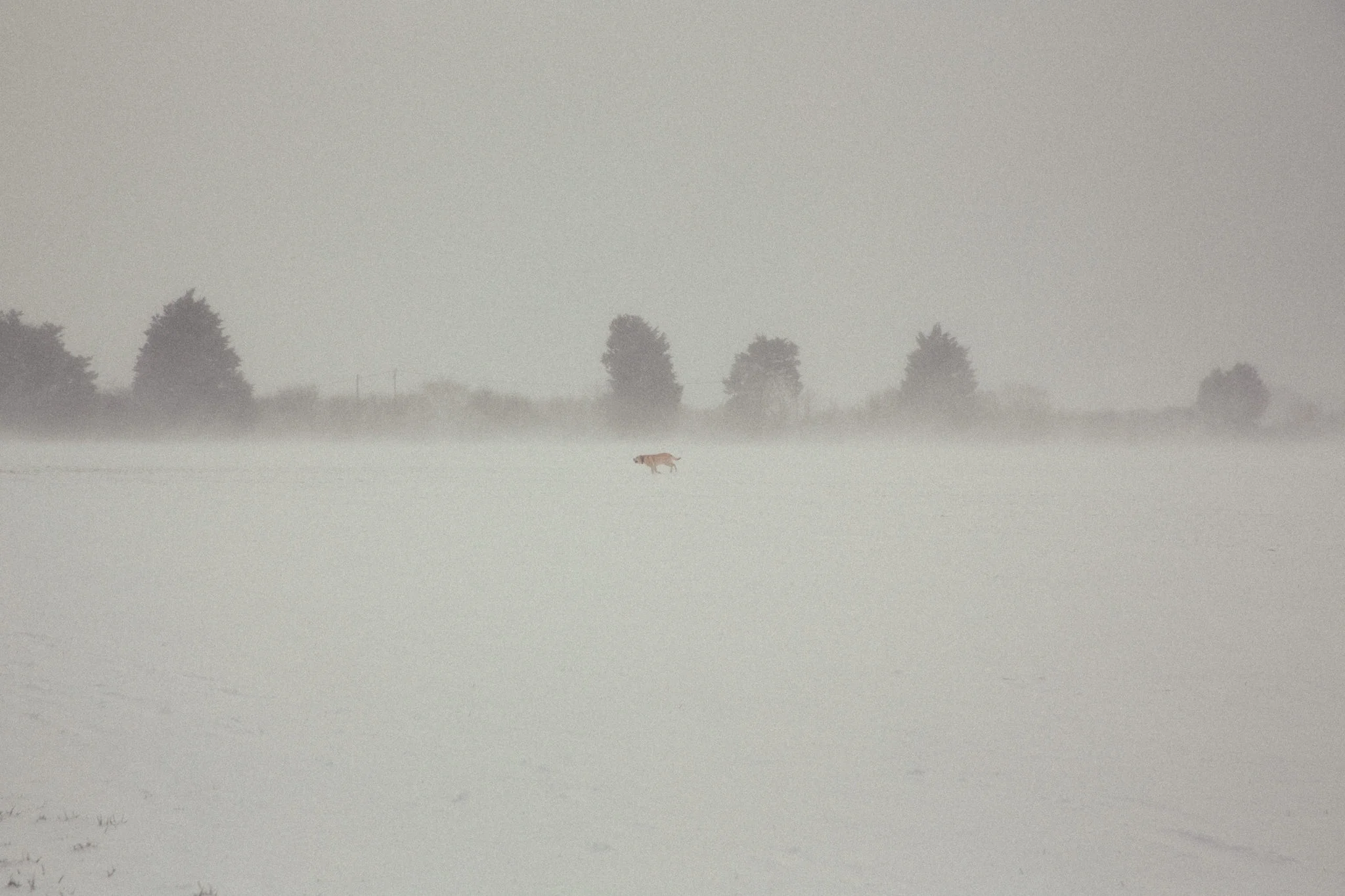 snow-21.jpg