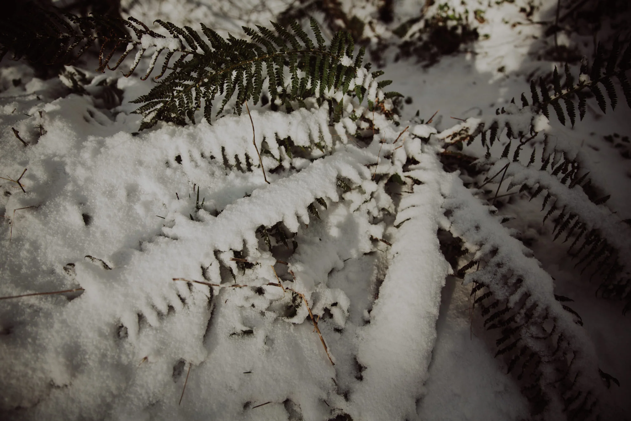 snow-27.jpg