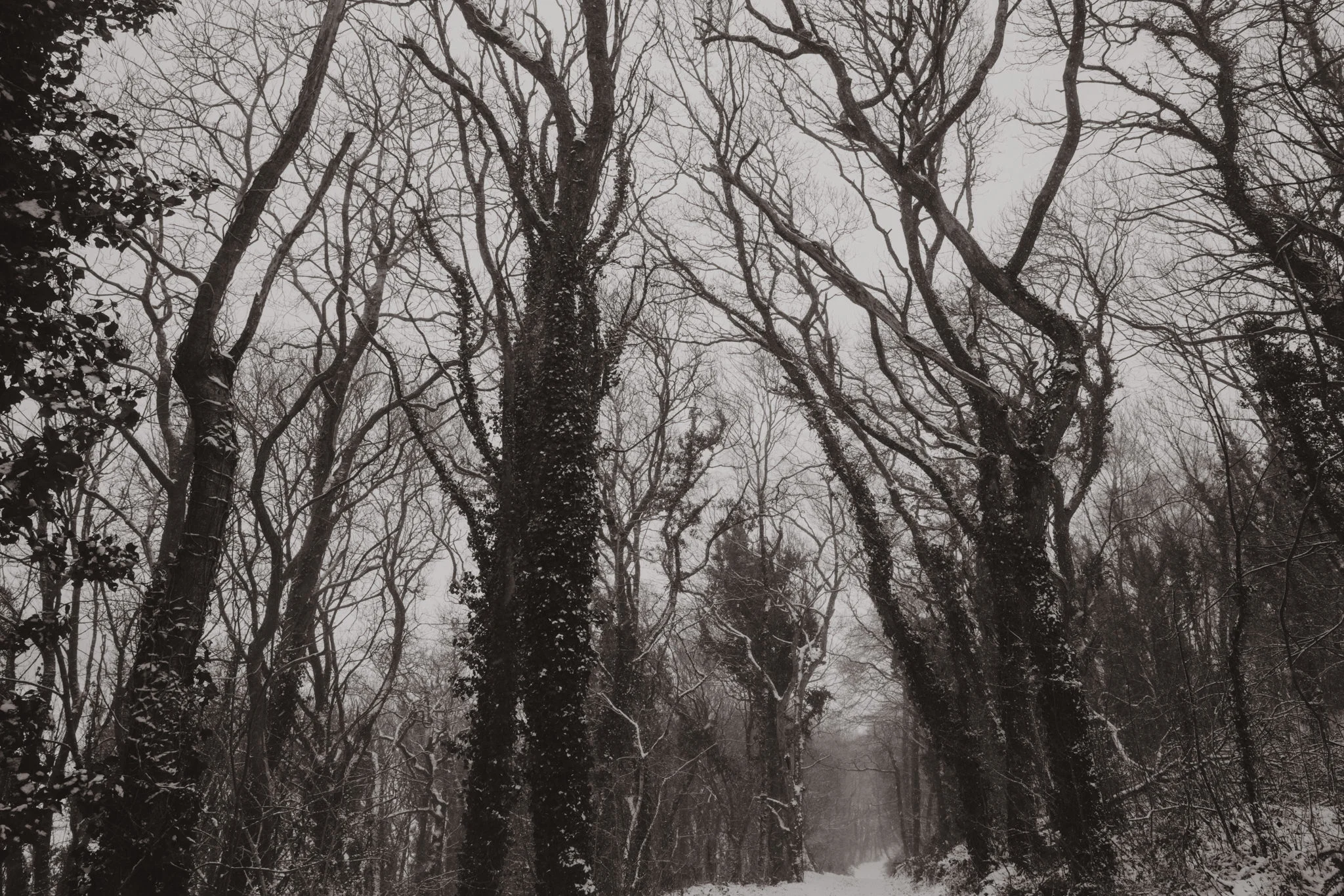 snow-26.jpg
