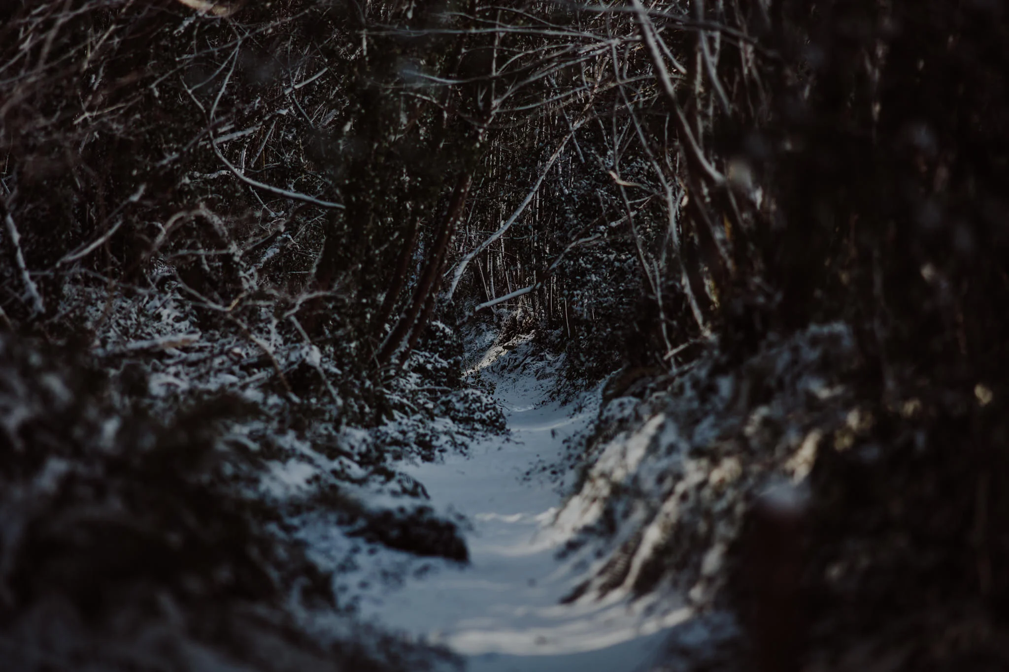 snow-30.jpg