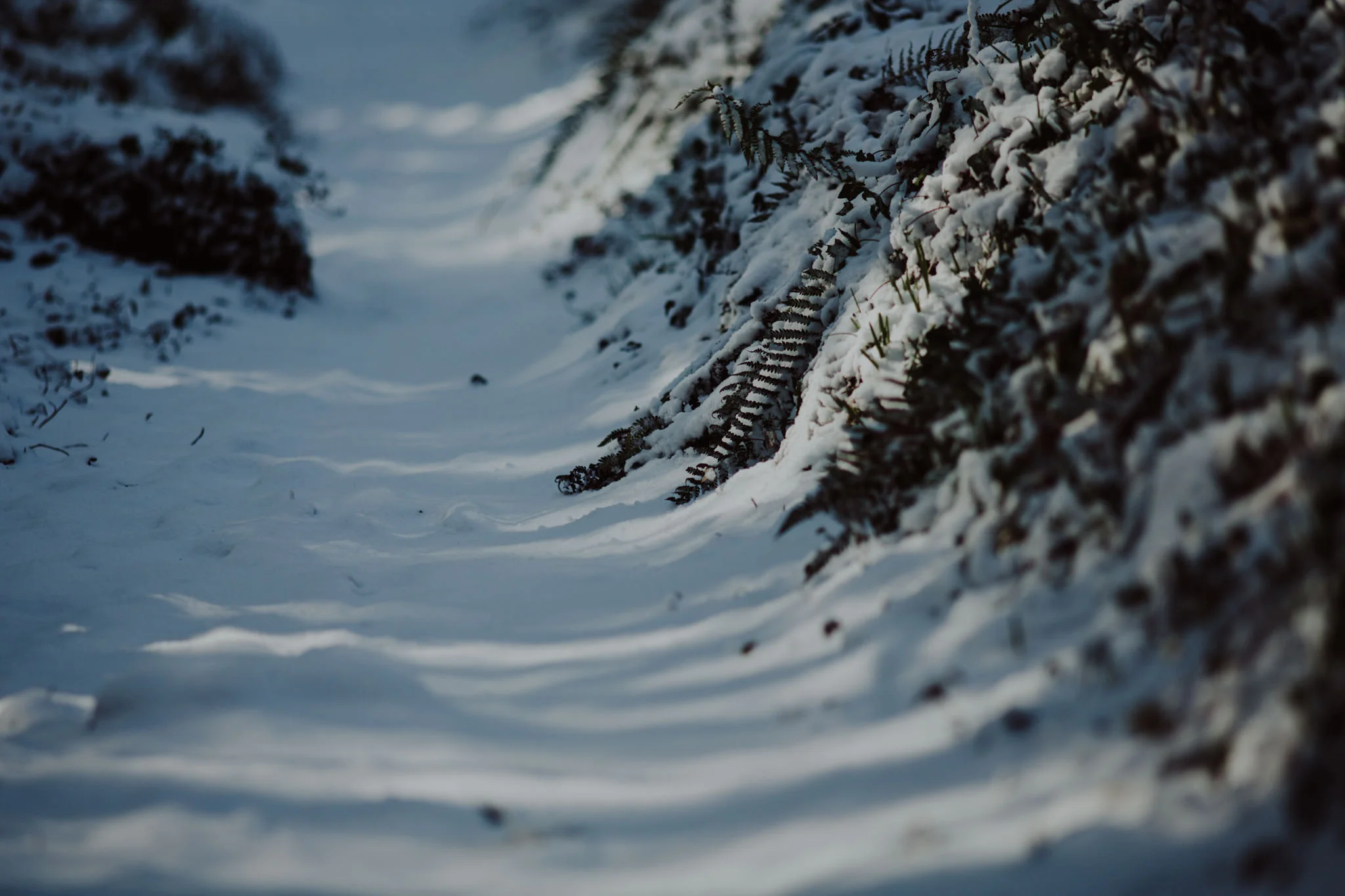 snow-32.jpg