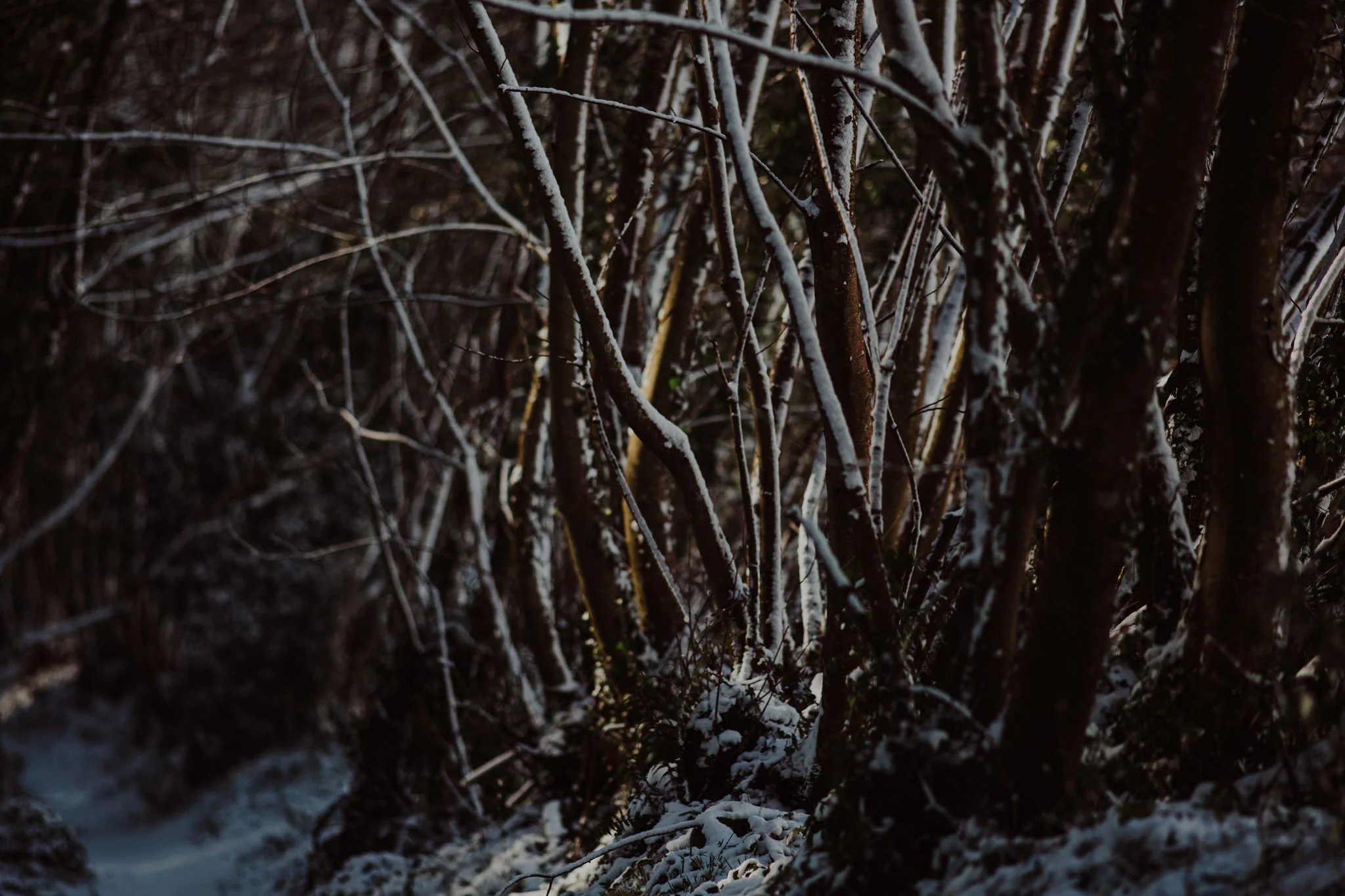 snow-31.jpg