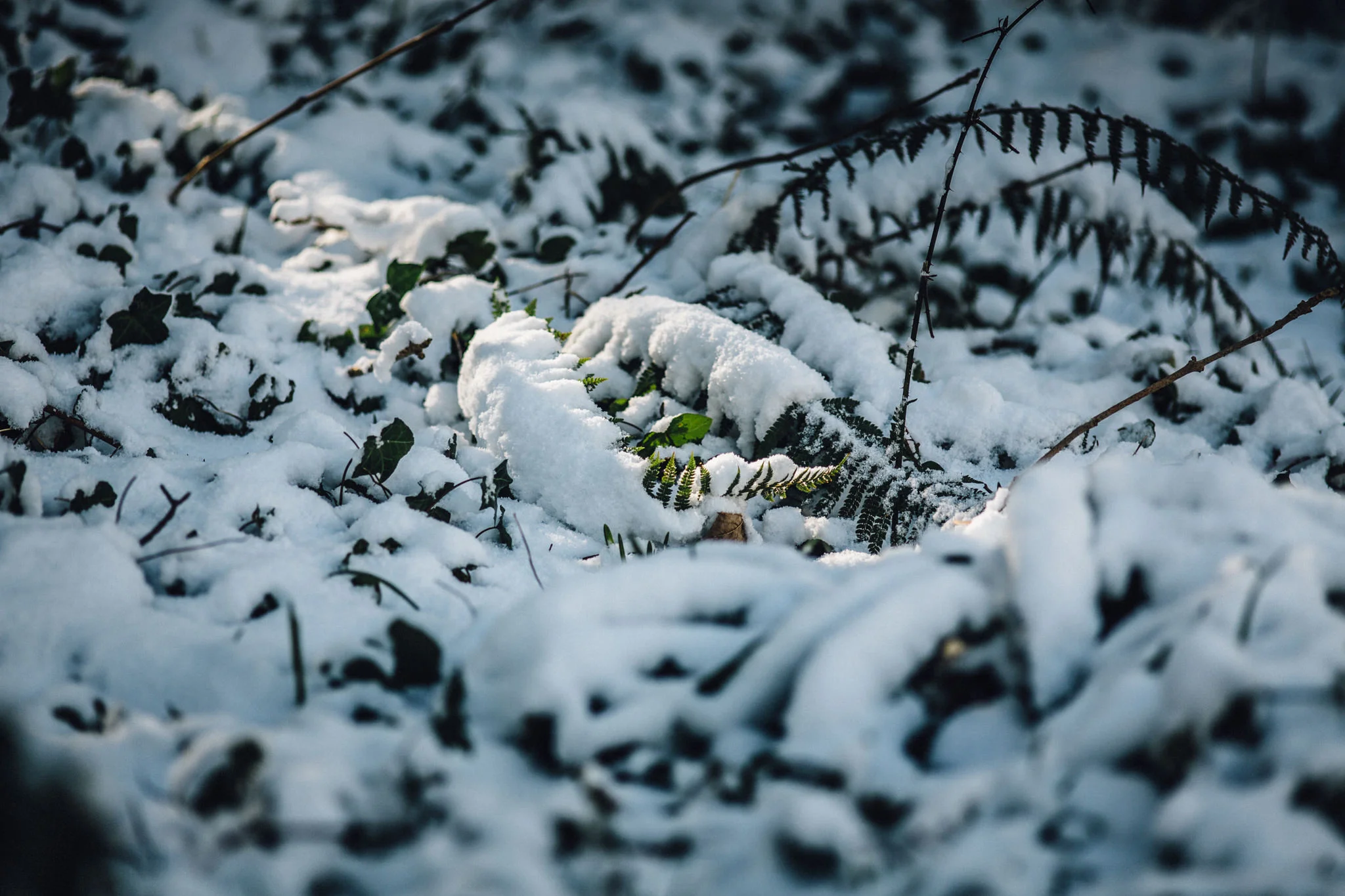 snow-33.jpg