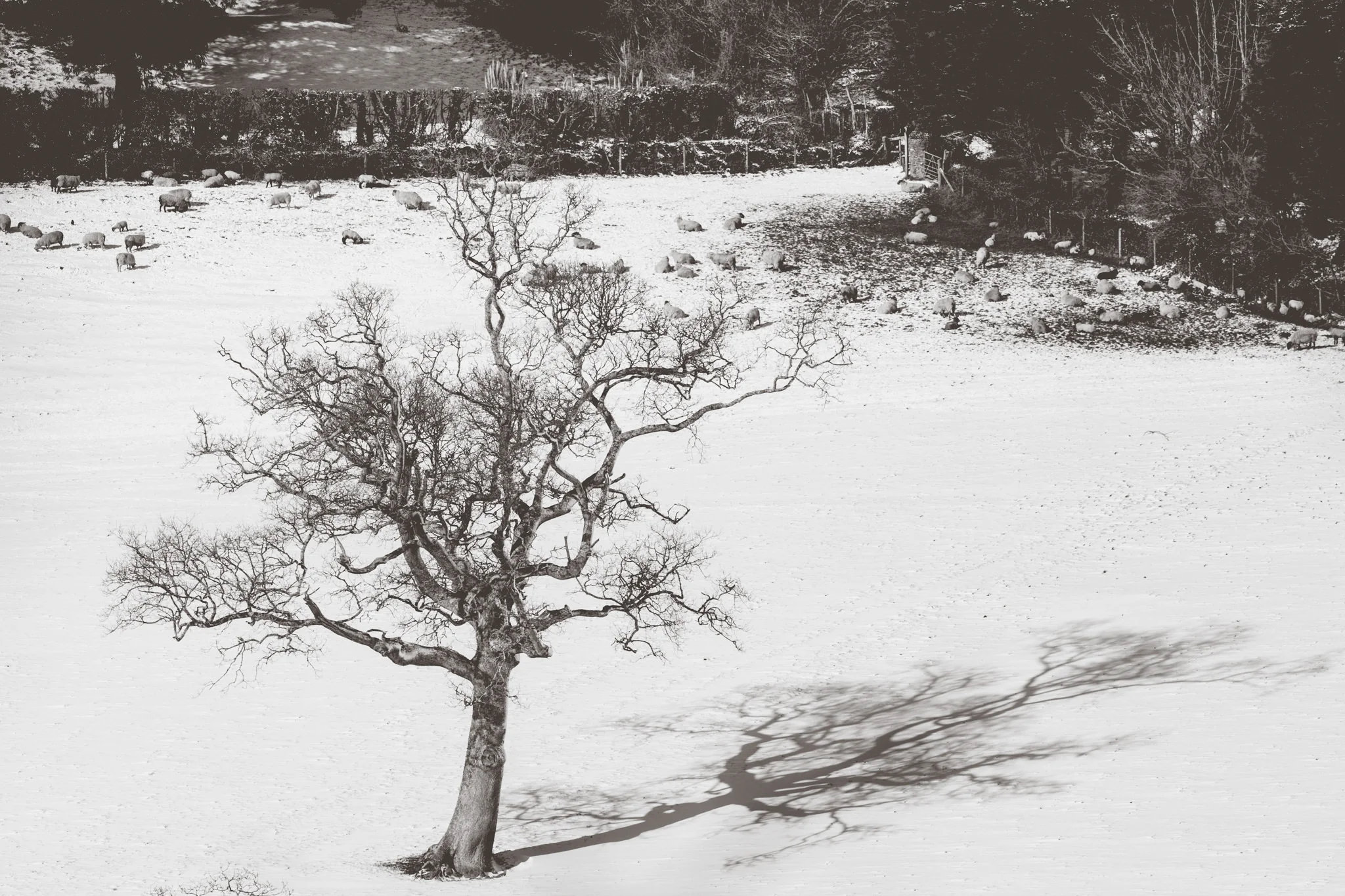 snow-35.jpg