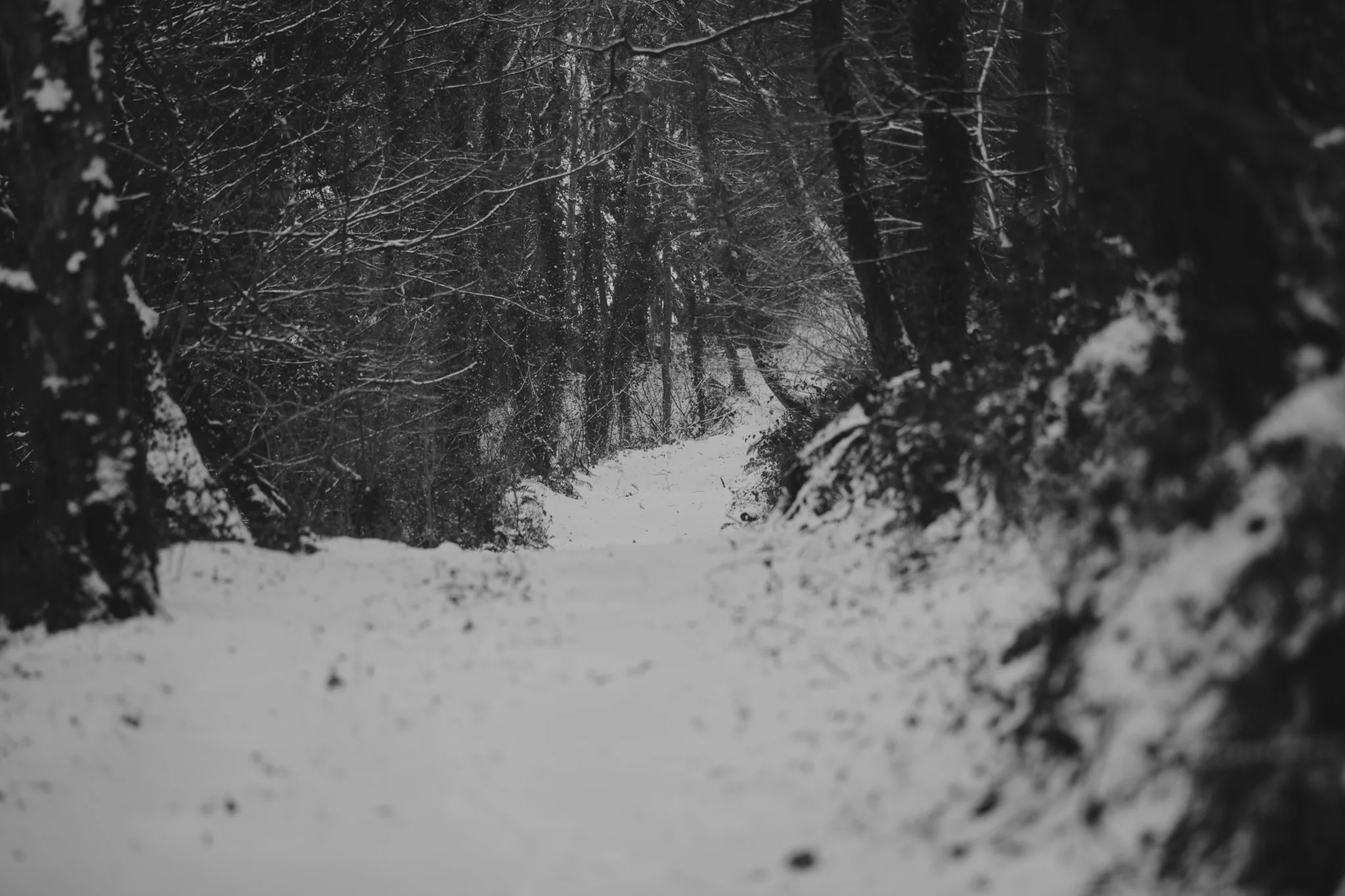snow-40.jpg