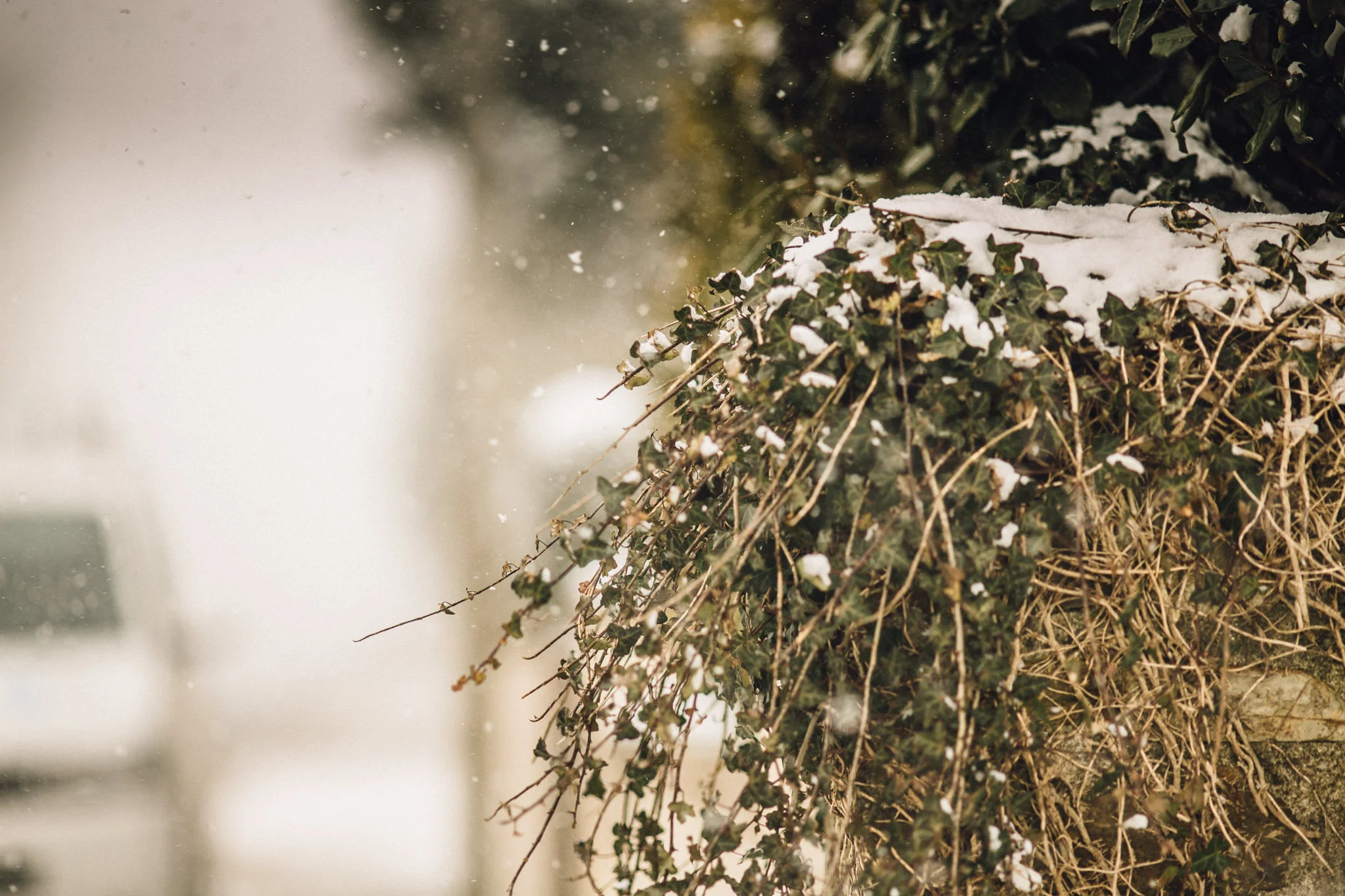 snow-42.jpg