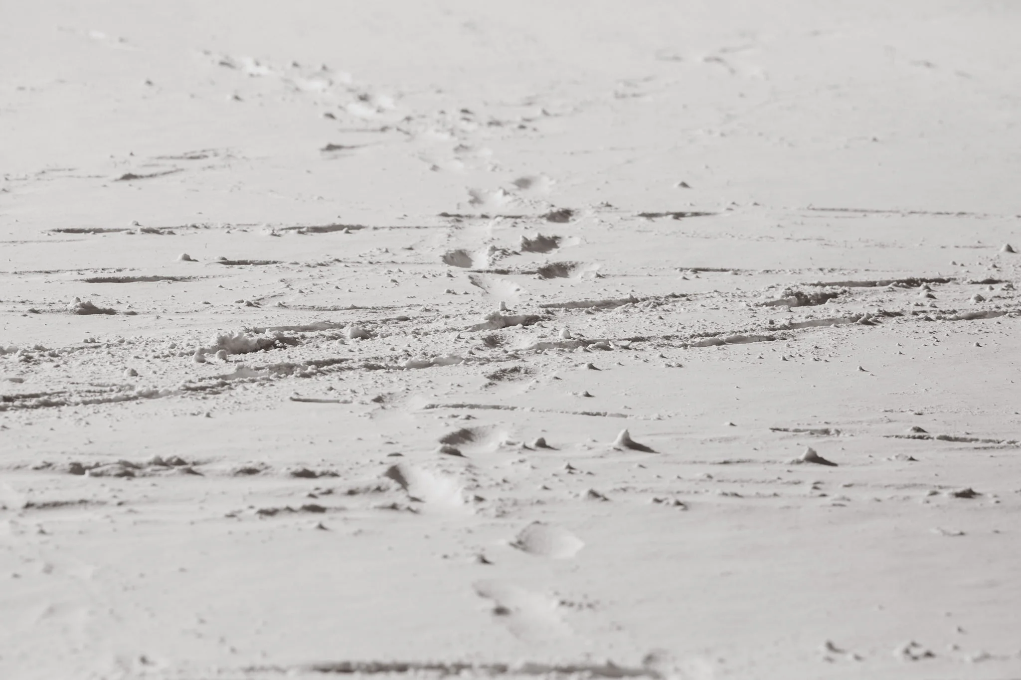 snow-46.jpg