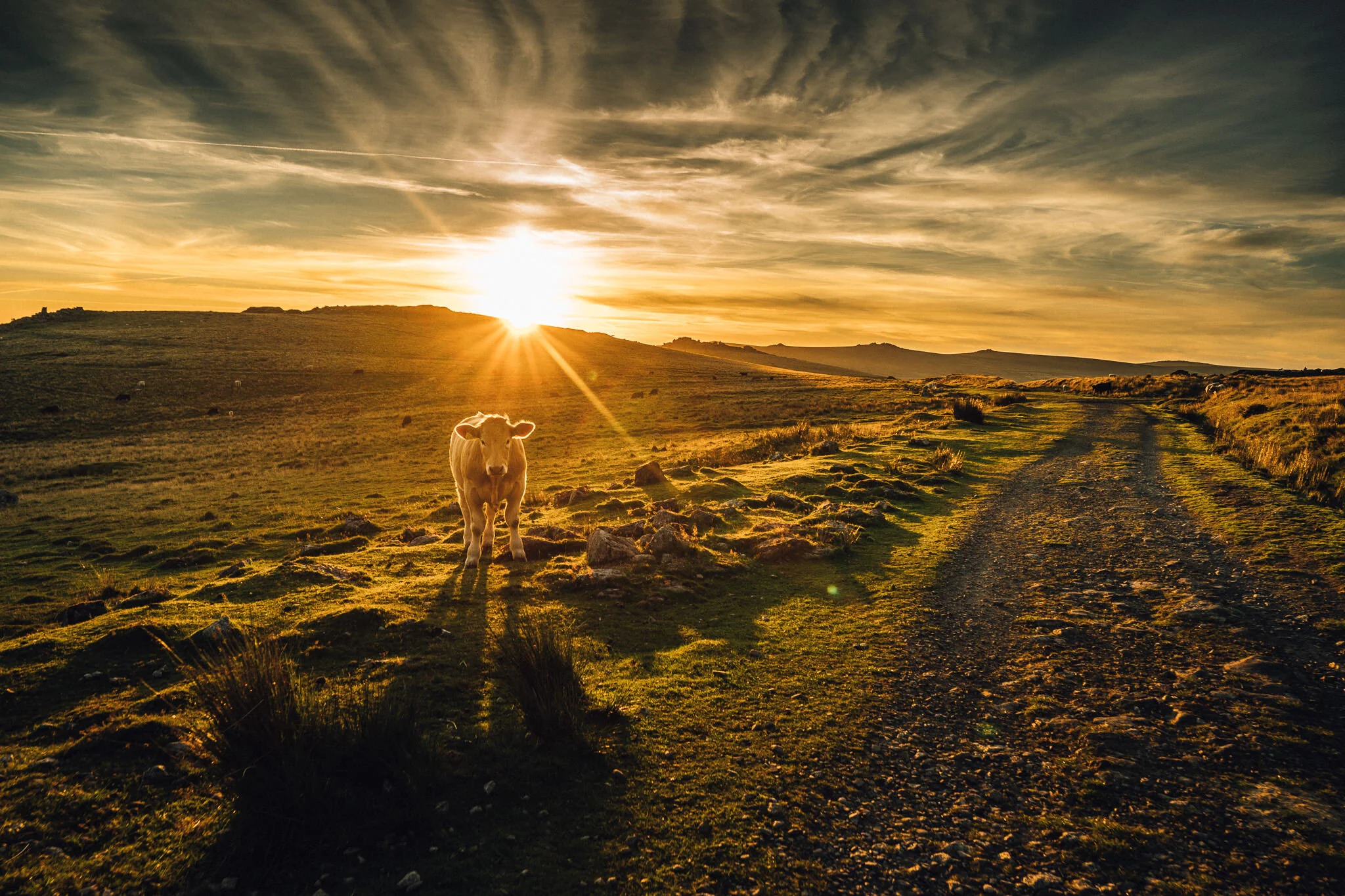 Dartmoor Summer - Foggintor Quarry