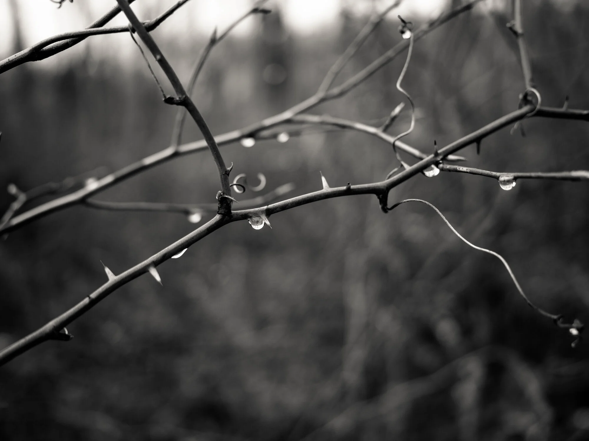 B0003790.jpg