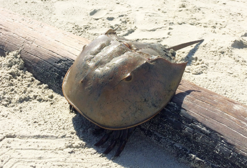 The Horseshoe Crab: A Living Fossil — SiP Magazine