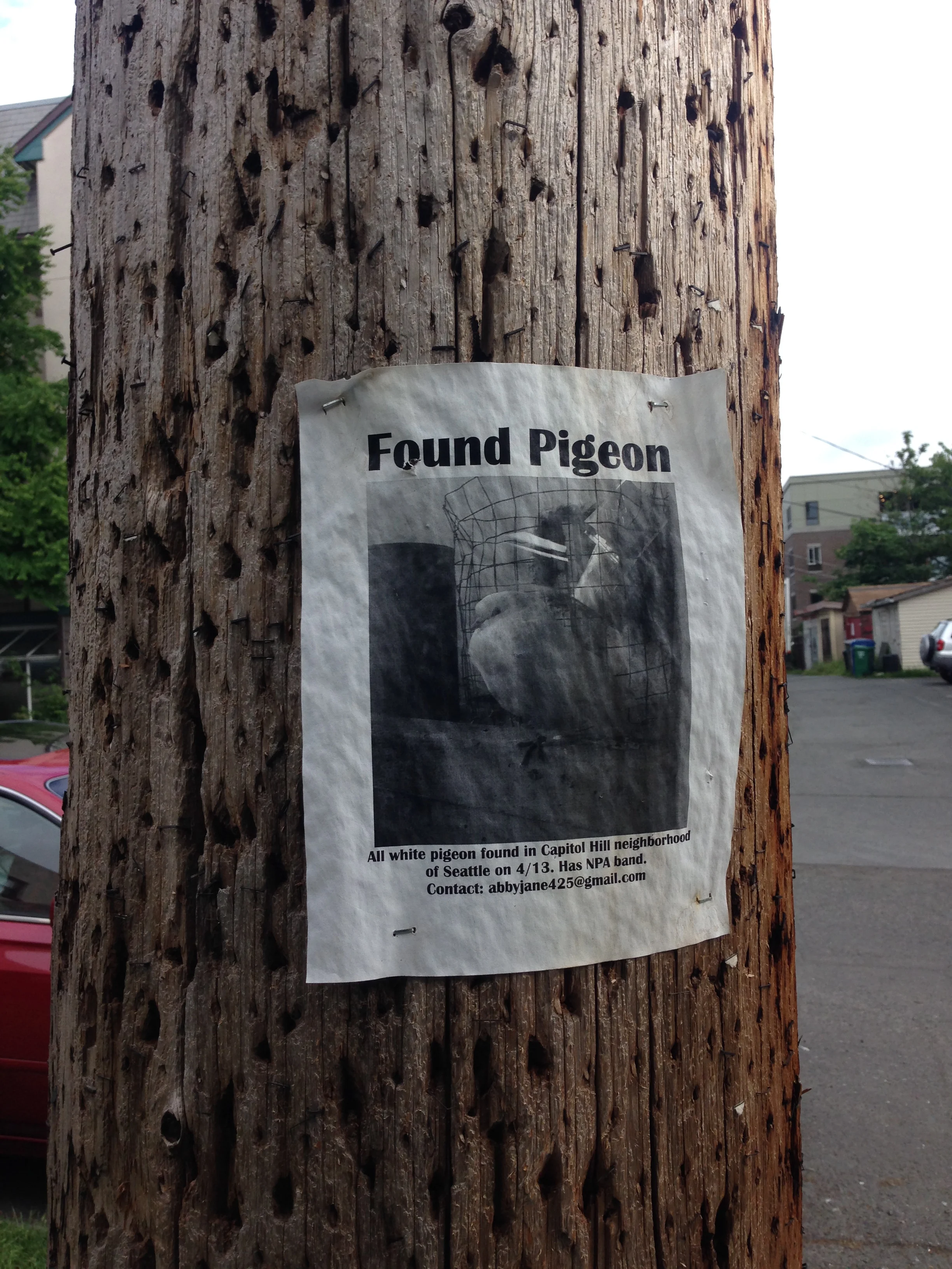 Found Pigeon 
