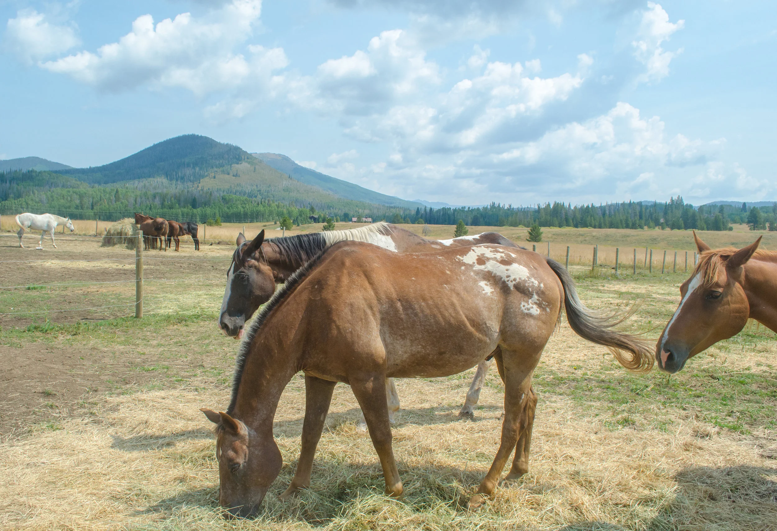 steamboat horses.jpg