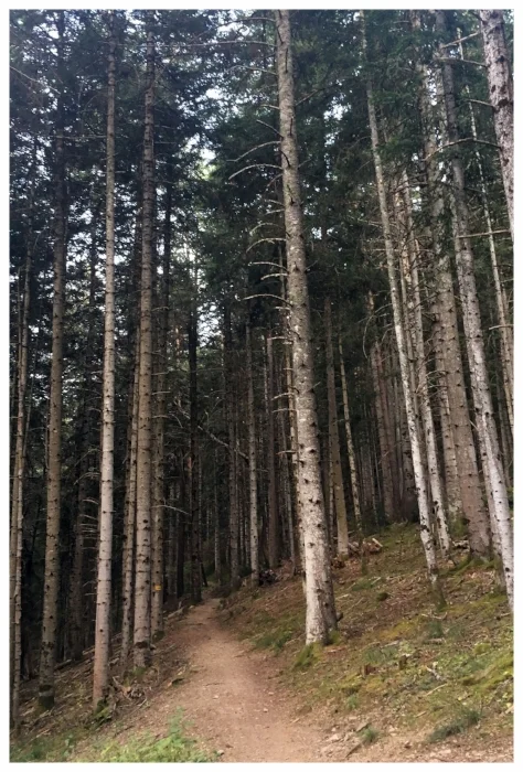 pisto forestal