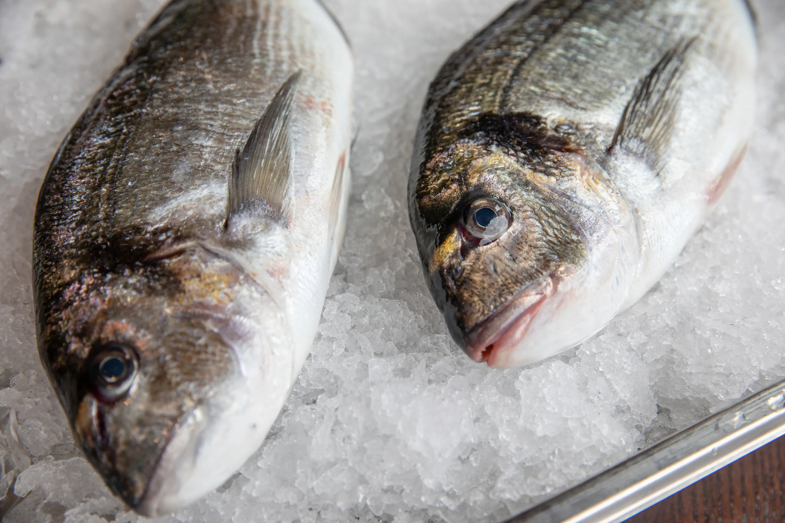 WHEELER SEAFOOD_TUSCAN KITCHEN SEAPORT_BRIAN SAMUELS PHOTOGRAPHY_MAY 2018-0027.jpg