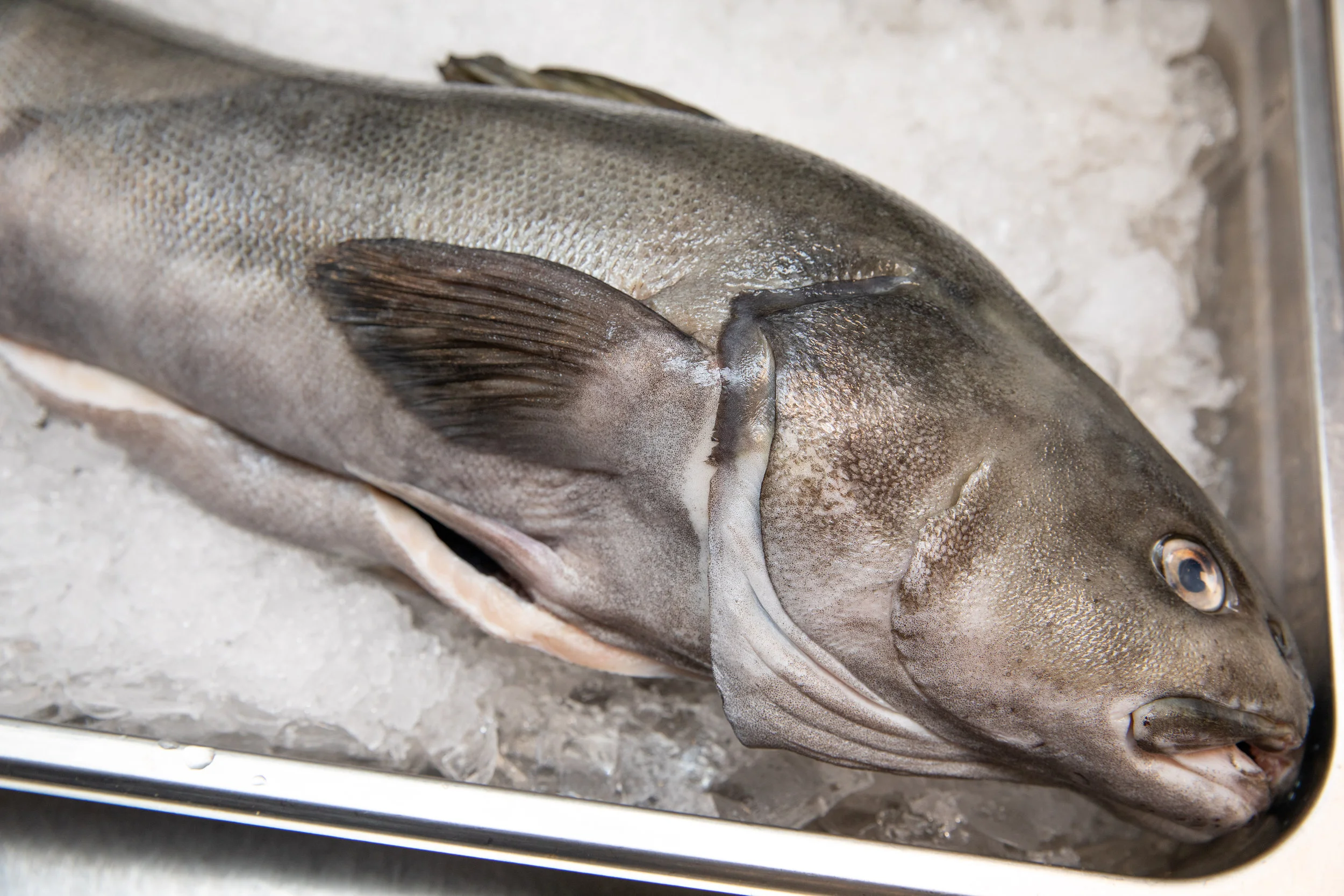 WHEELER SEAFOOD_TUSCAN KITCHEN SEAPORT_BRIAN SAMUELS PHOTOGRAPHY_MAY 2018-0214.jpg