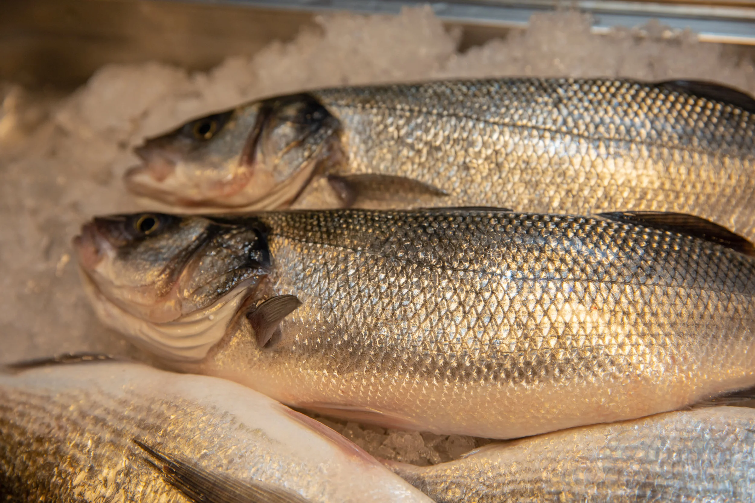 WHEELER SEAFOOD_TUSCAN KITCHEN SEAPORT_BRIAN SAMUELS PHOTOGRAPHY_MAY 2018-0247.jpg