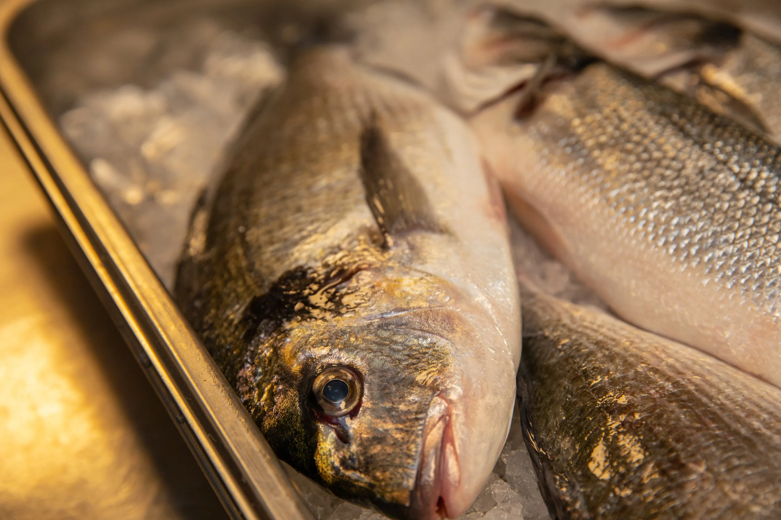 WHEELER SEAFOOD_TUSCAN KITCHEN SEAPORT_BRIAN SAMUELS PHOTOGRAPHY_MAY 2018-0251.jpg