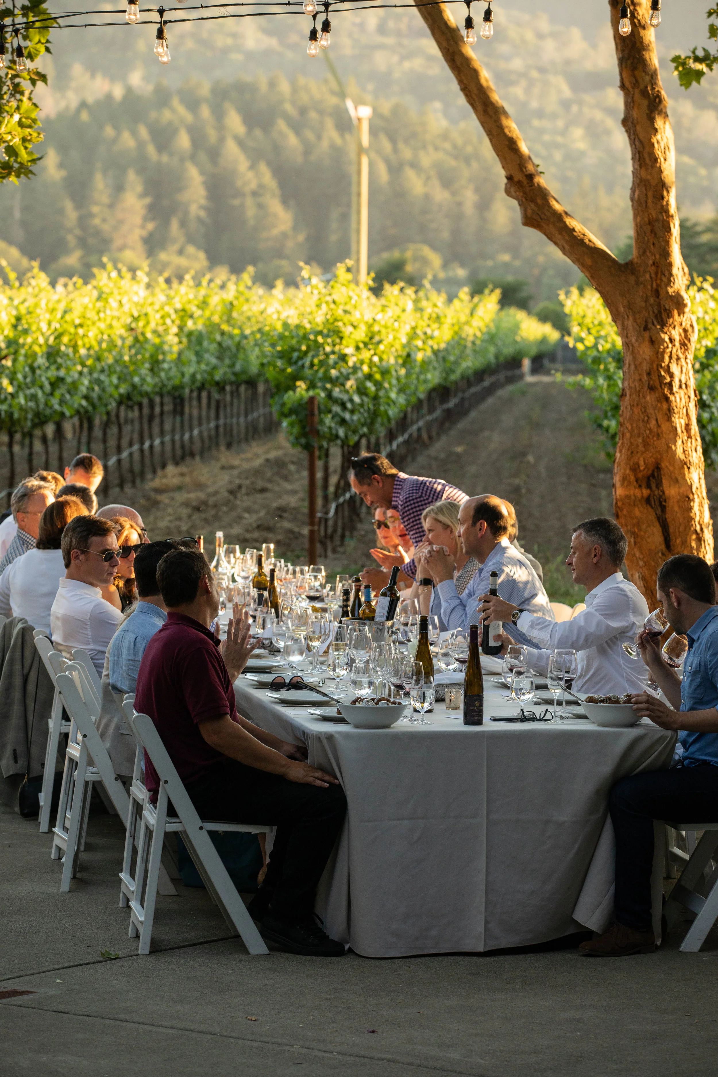 WILSON DANIELS 40TH ANNIVERSARY_ST HELENA_CREDIT BRIAN SAMUELS PHOTOGRAPHY_JUNE 2018 - 236.jpg