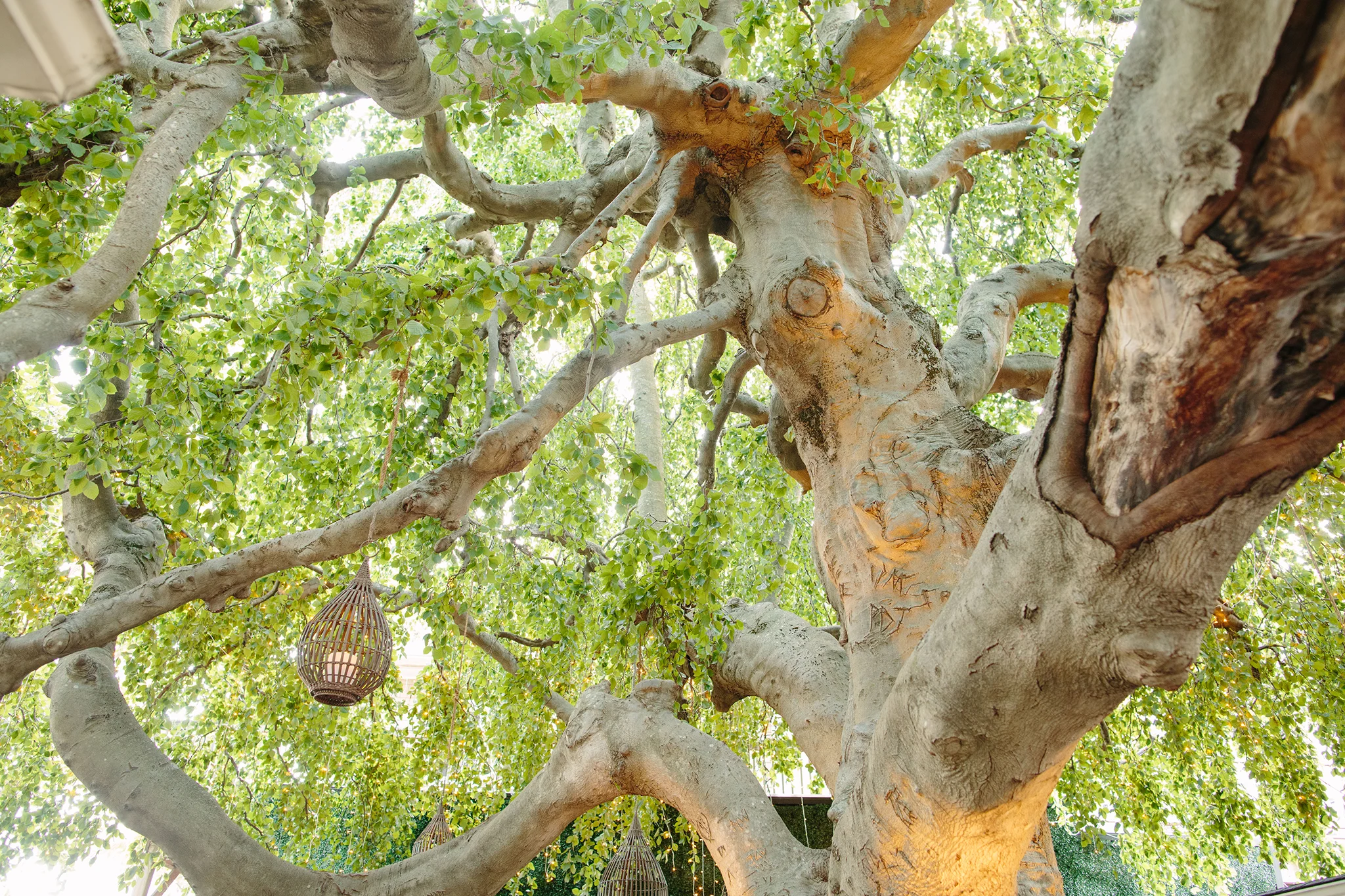 ANEJO_BRIAN SAMUELS PHOTOGRAPHY_AUGUST 2019-0343 copy.jpg